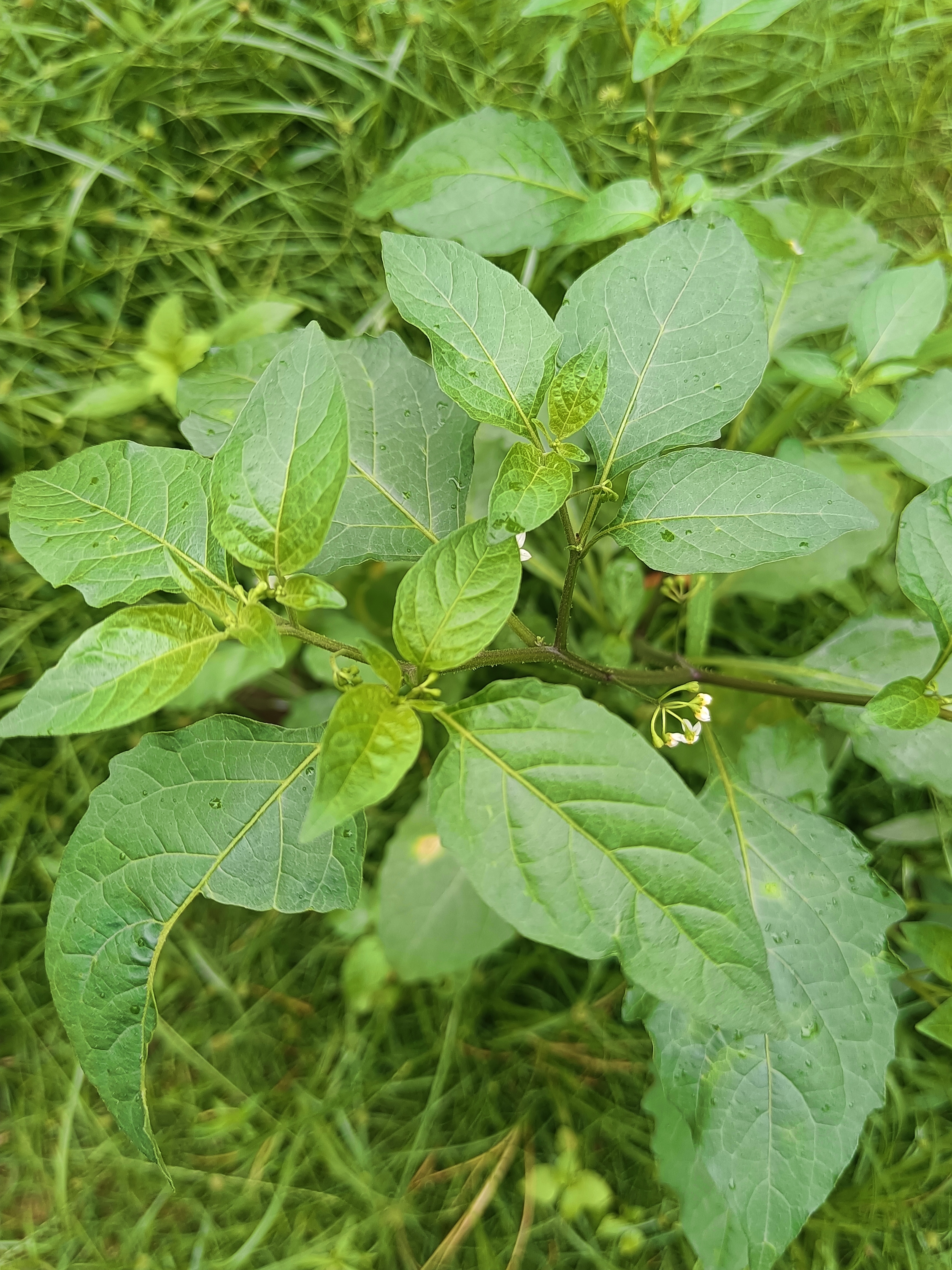 龙葵花的花语是沉不住气,寓意着比较冲动,不太稳重 