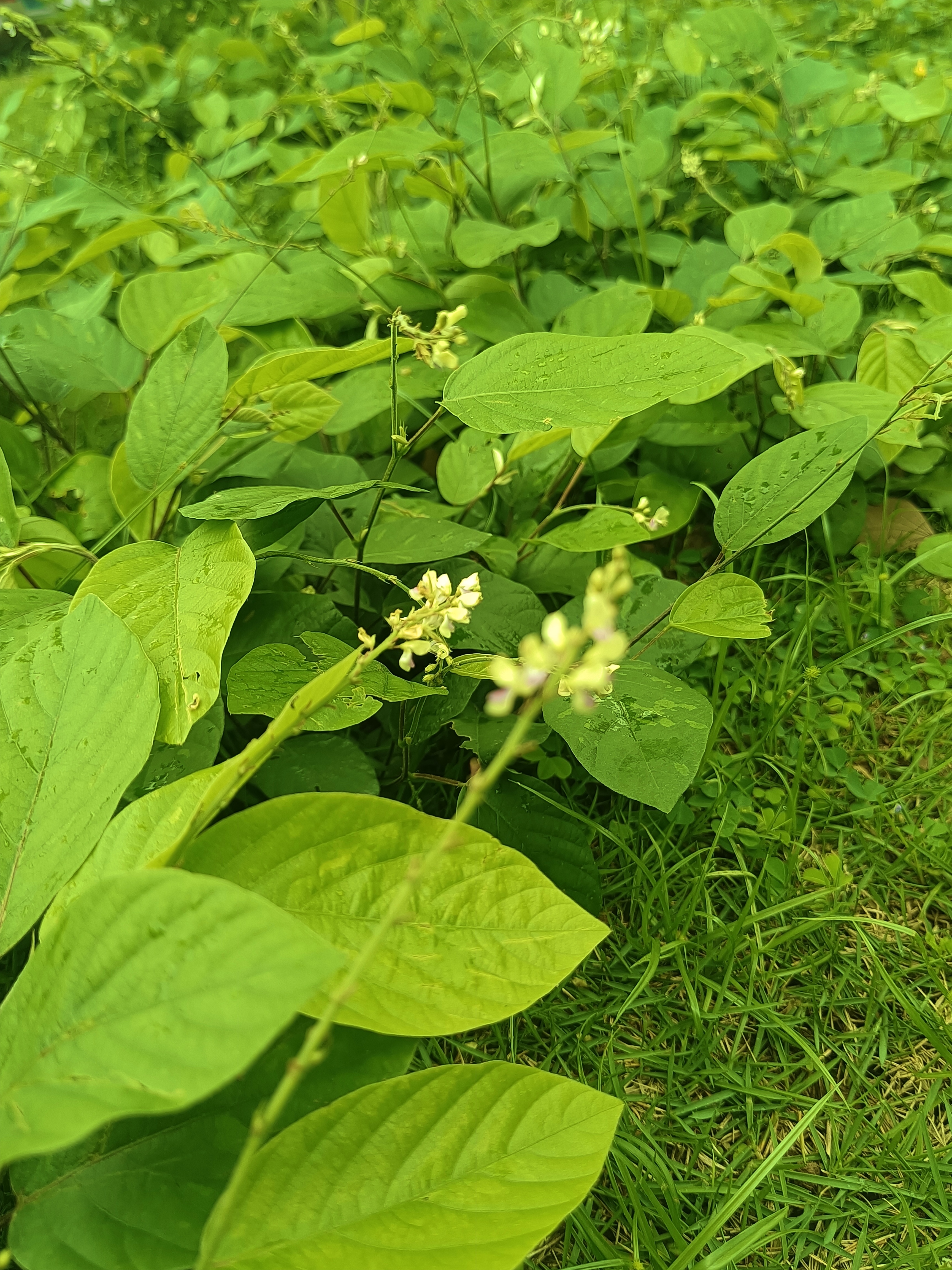 大叶山蚂蝗,你那里又叫什么?