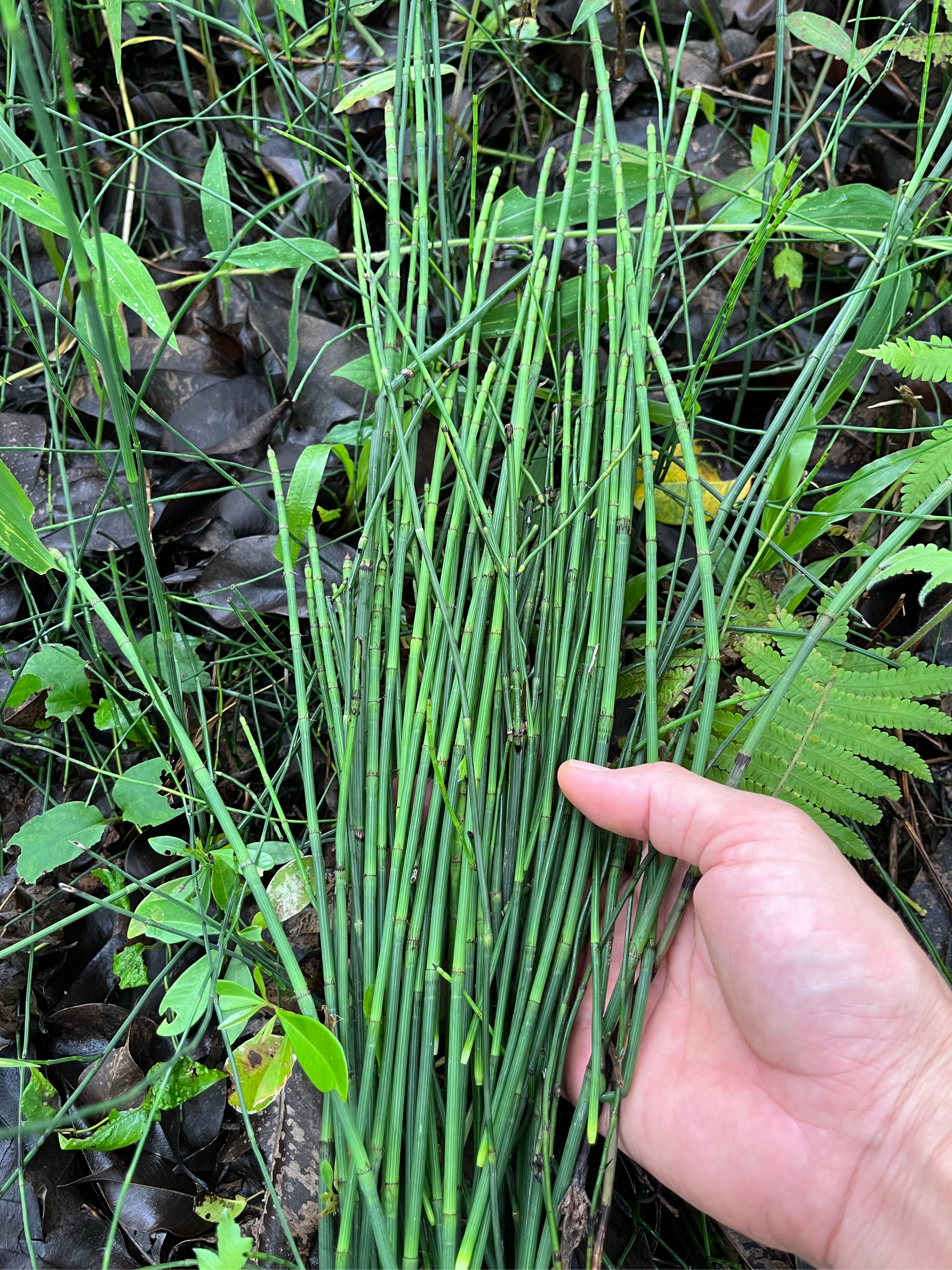 节节通草药主治图片