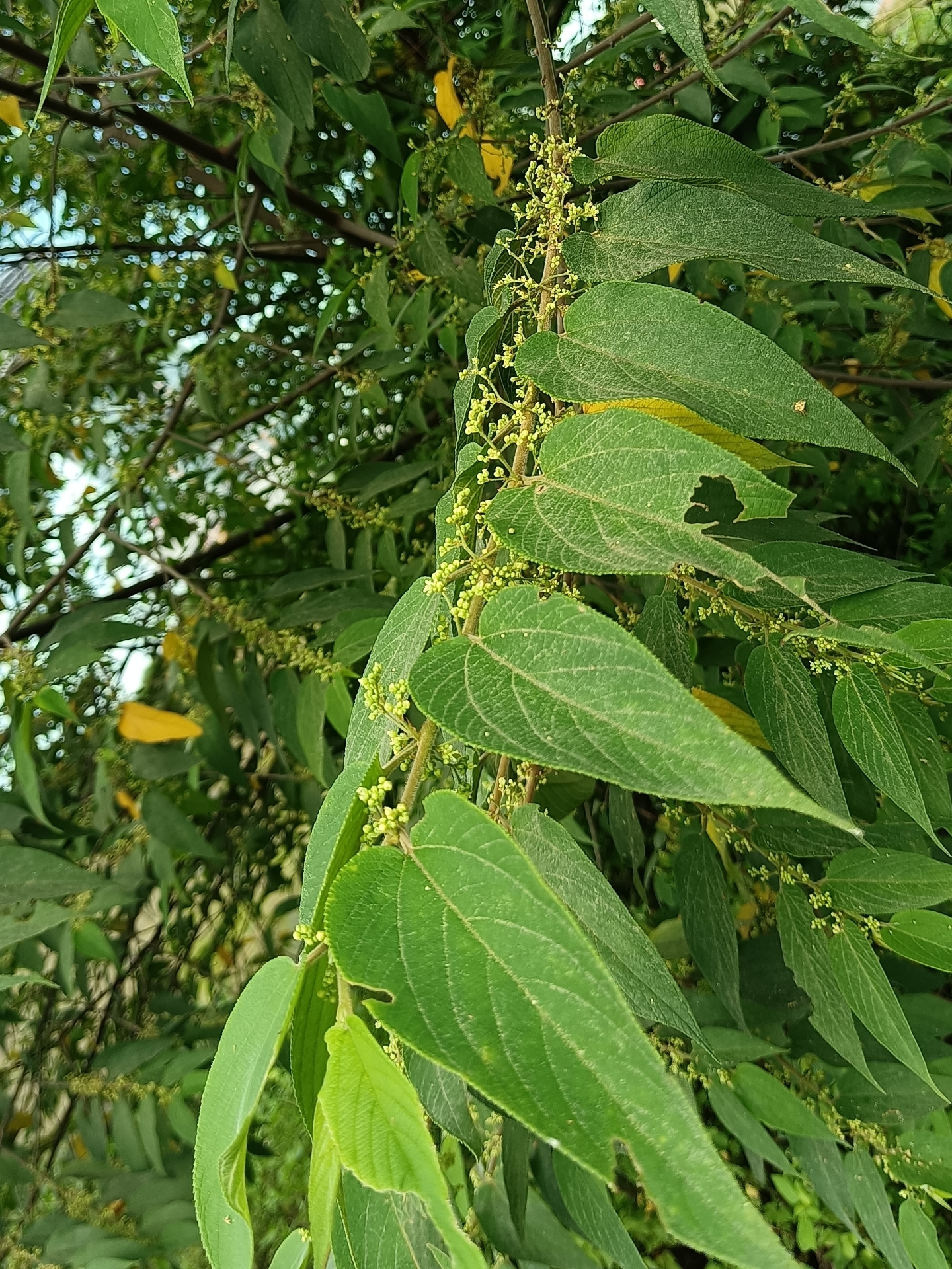 很多人不认识"山黄麻",它的根,叶,茎,皮和种子都有其独特的用途.