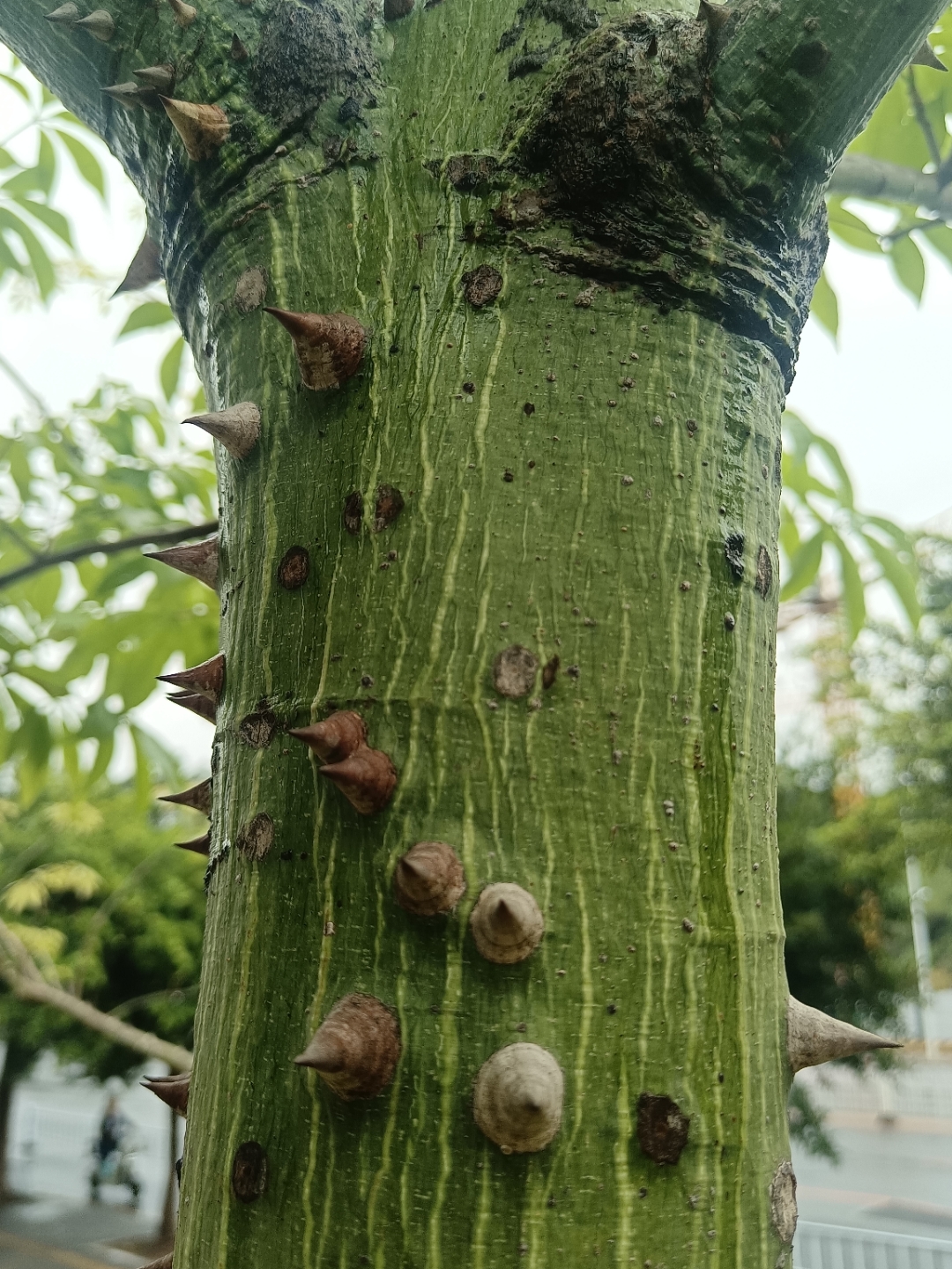 美丽异木棉树冠伞形,叶色青翠,花期由夏至冬,持