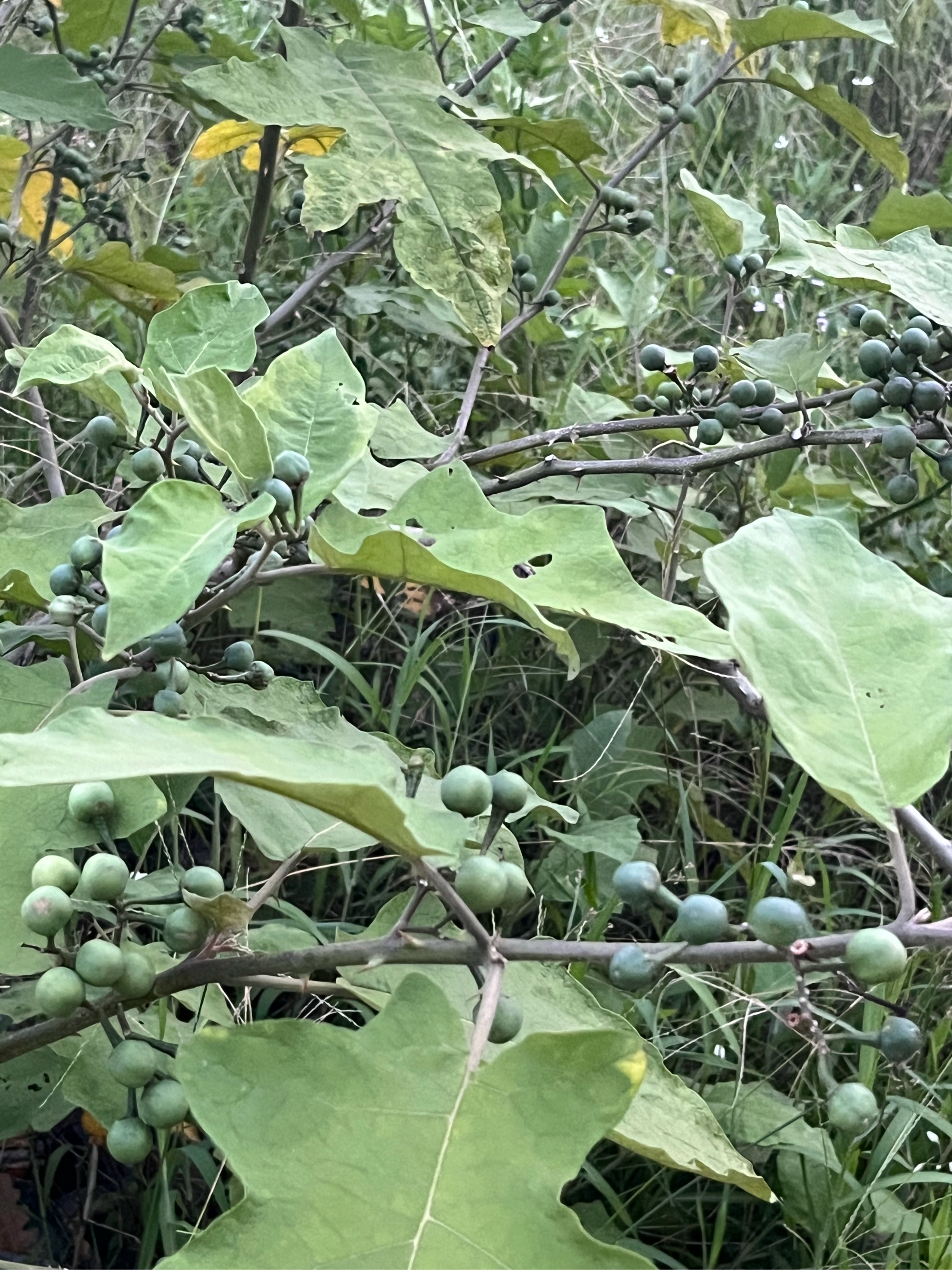 水茄的功效与作用图片