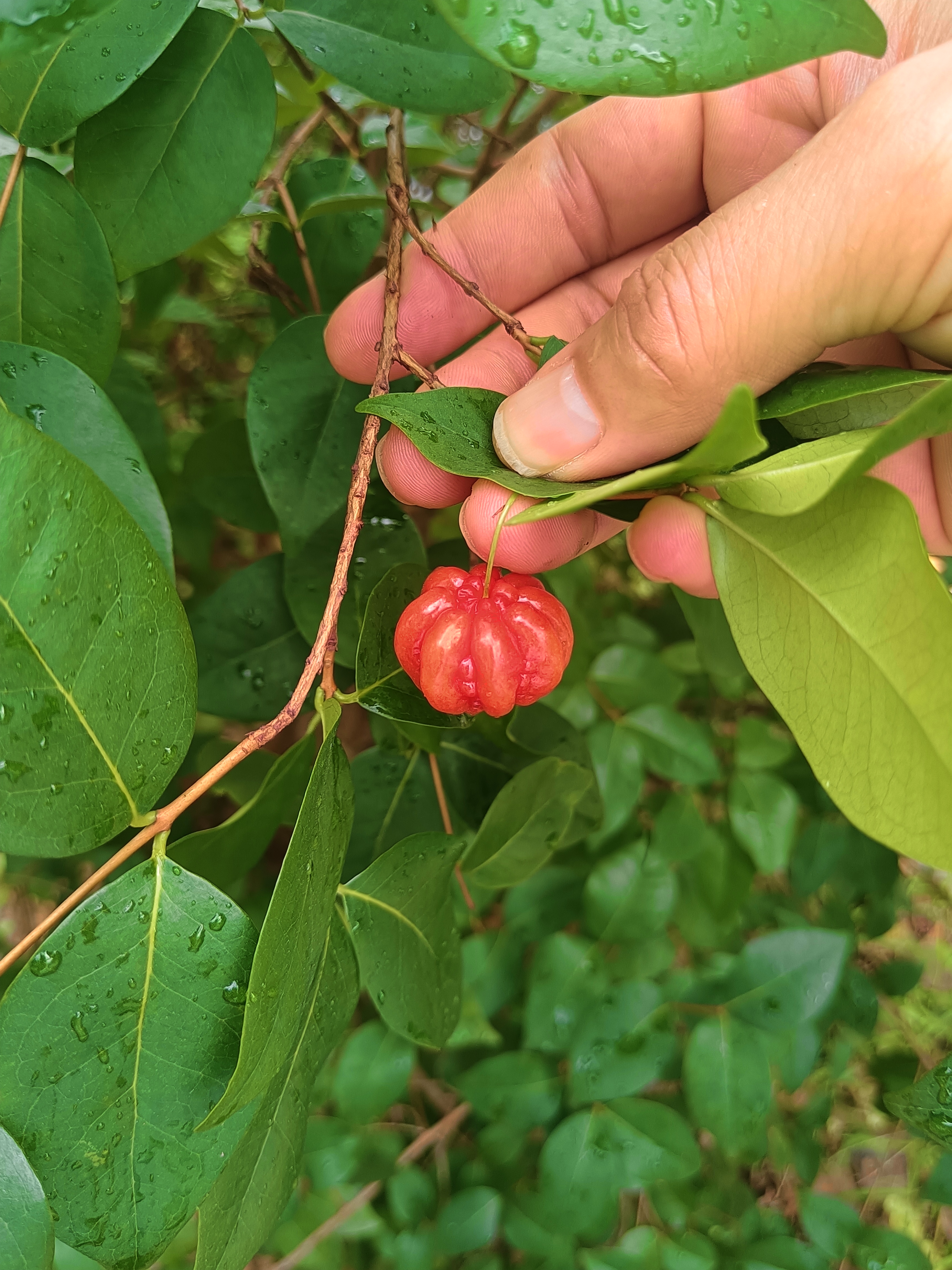 巴西红果仔营养丰富,口感特别已成为新宠,你认识吗?