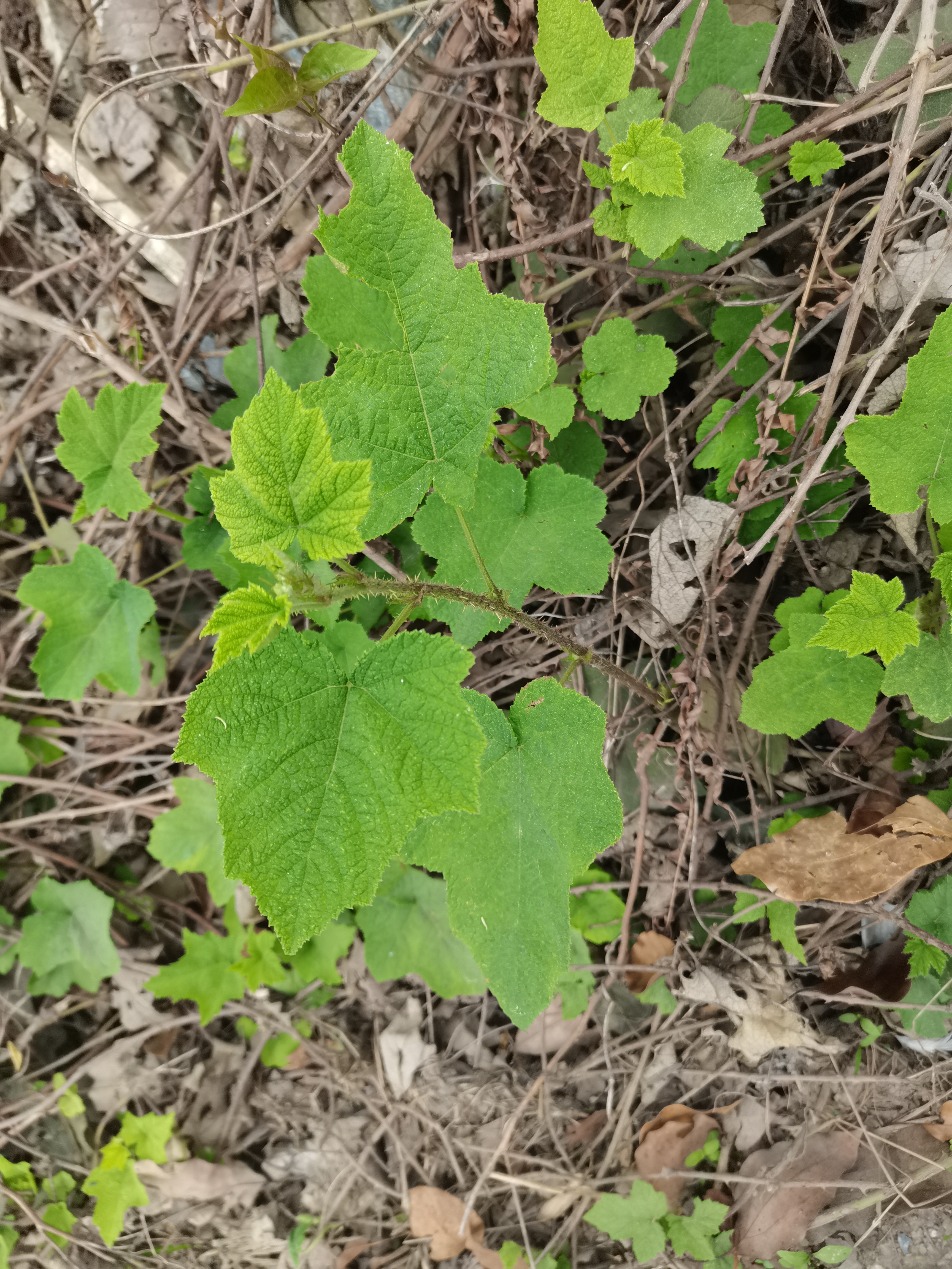 罗汉豆花图片