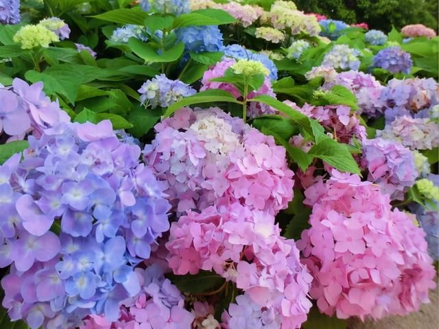 从左到右,蓝色,粉色,紫色,仿佛彩虹般的渐变,让人眼前一