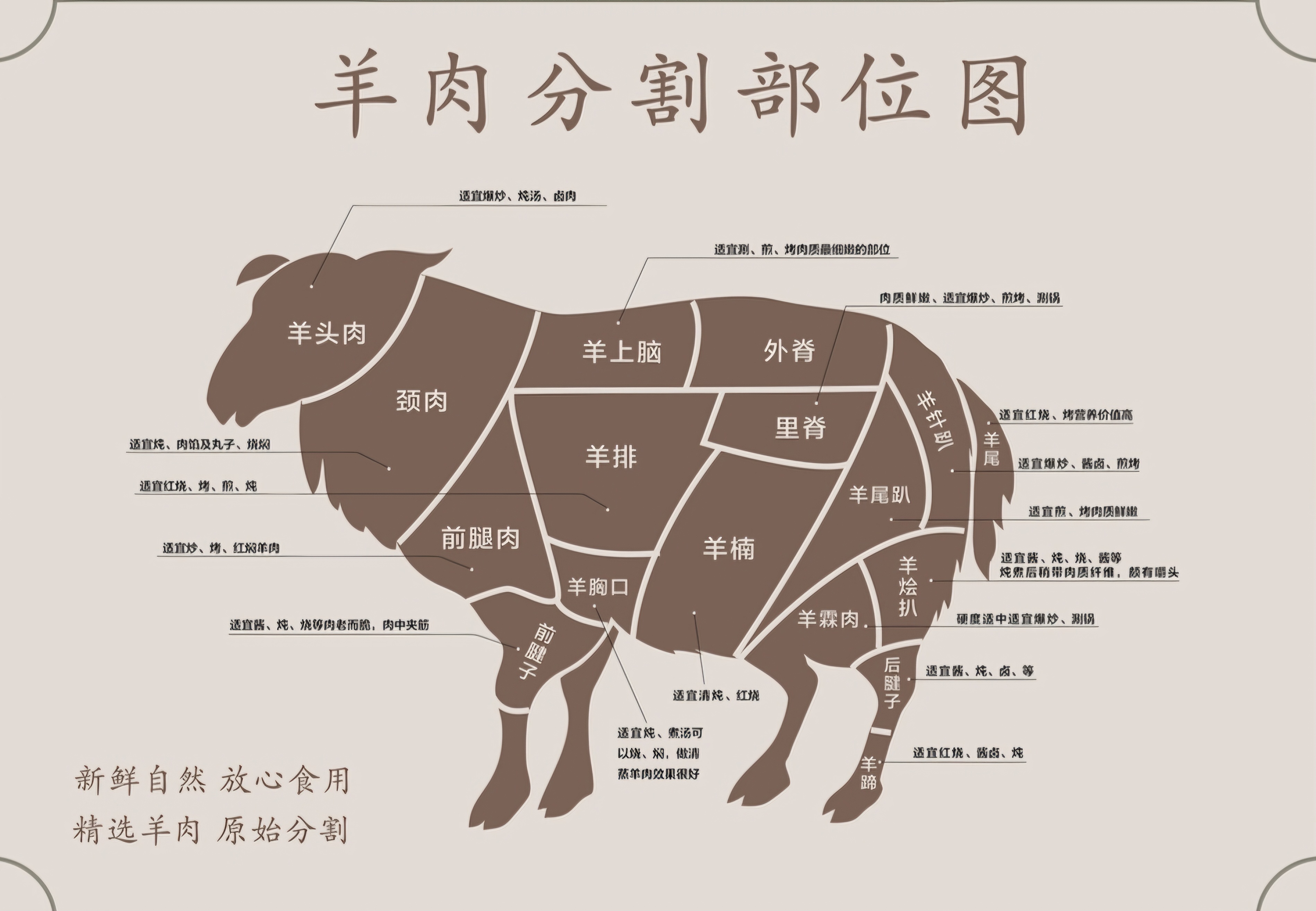 羊的解剖图结构示意图图片