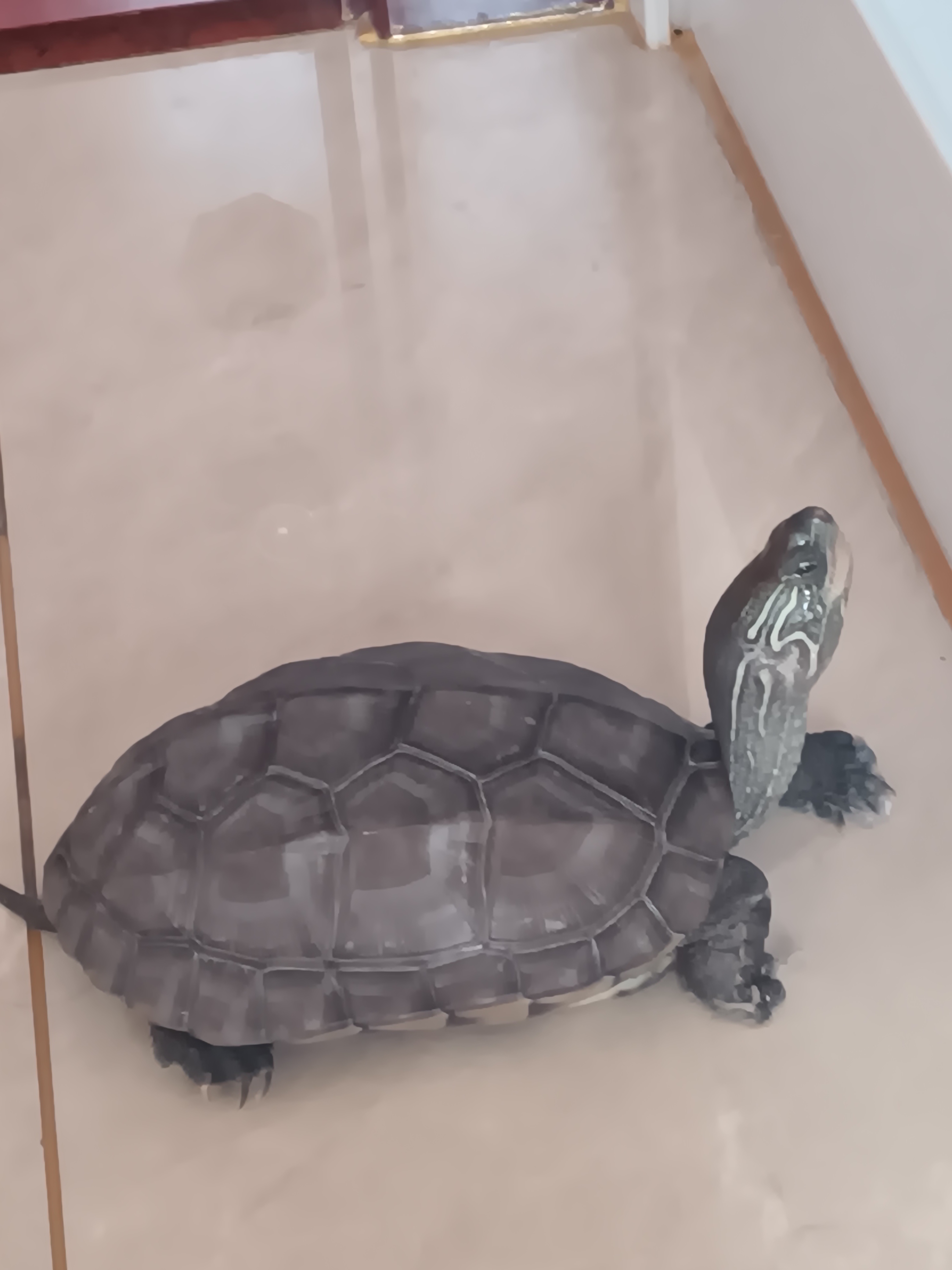 这小乌龟,真是萌翻了!#宠物乌龟# #让人怦然心动的小宠物