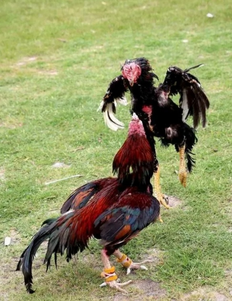 斗鸡中,那些趾高气扬,乱蹦乱跳的鸡,并不是最厉害的,而那些好像木头一