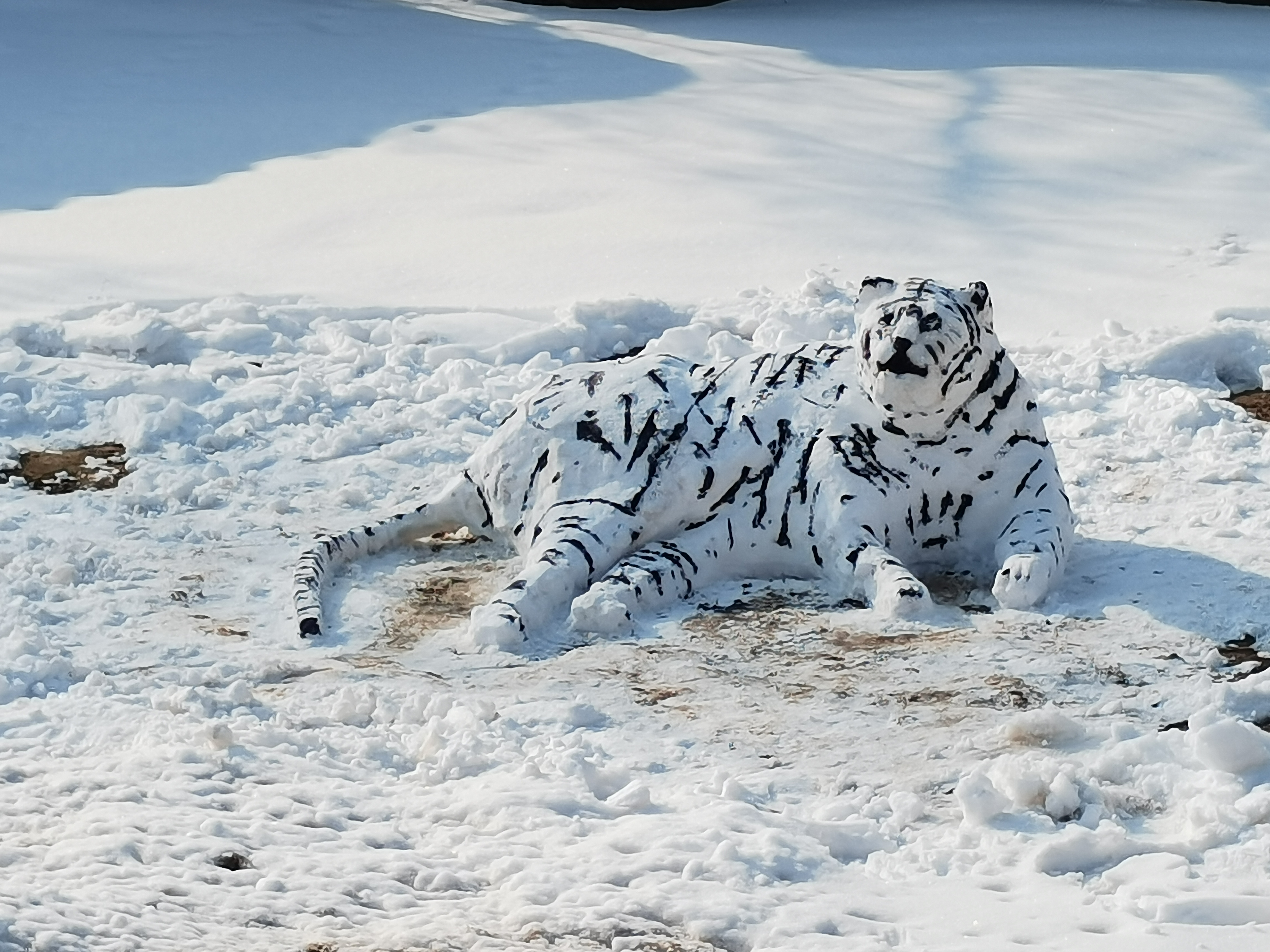 虎年堆雪虎