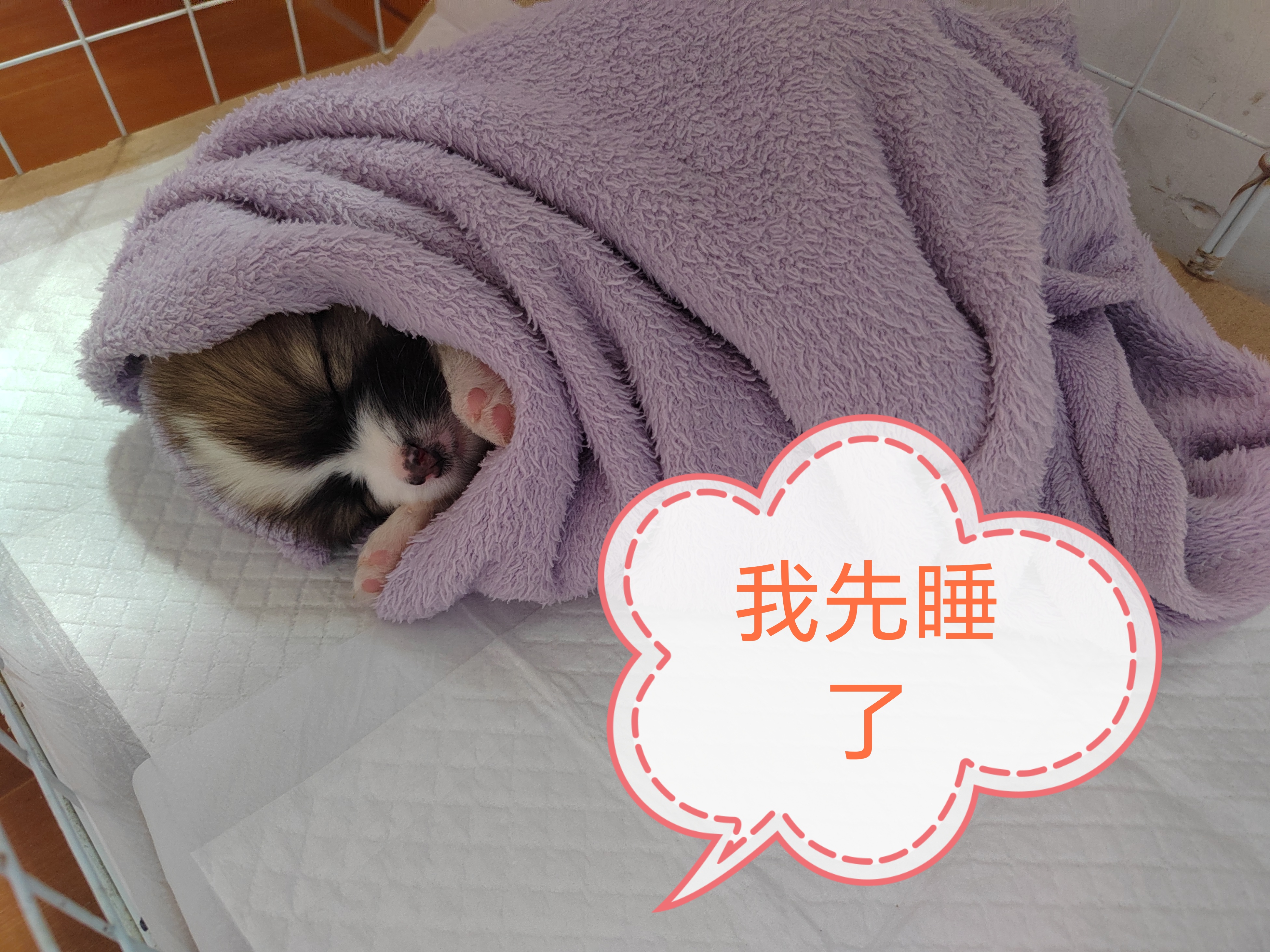 花椒表情包来咯!