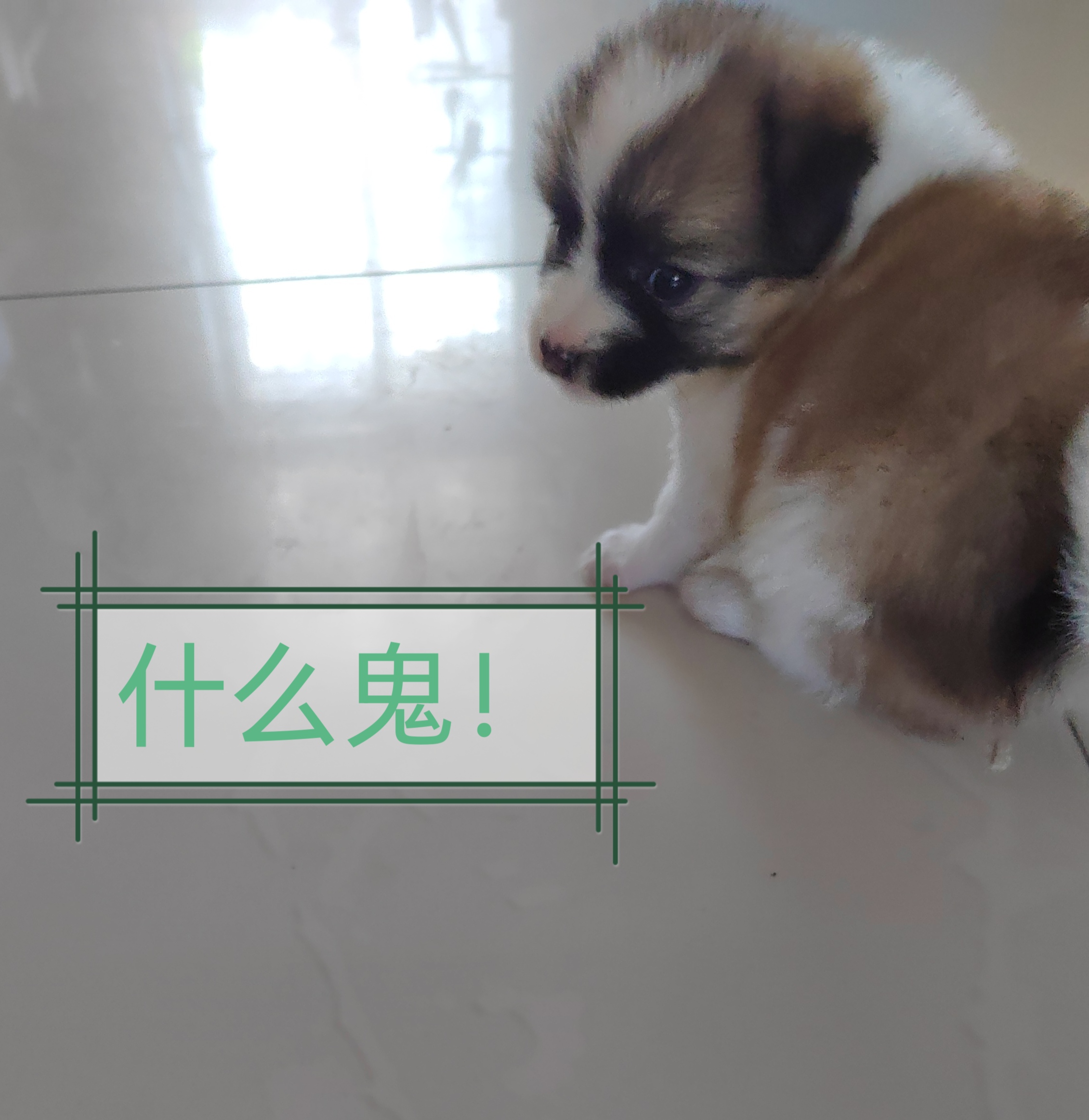 花椒表情包来咯!