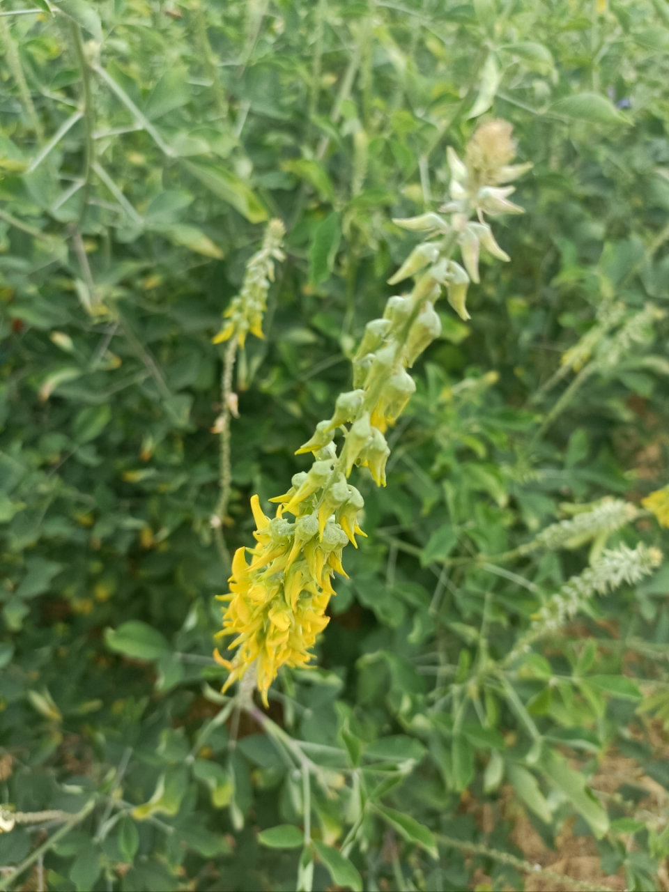 这么漂亮的植物,却有一个难听的名:猪屎豆,别名野苦豆,野花生等,以前