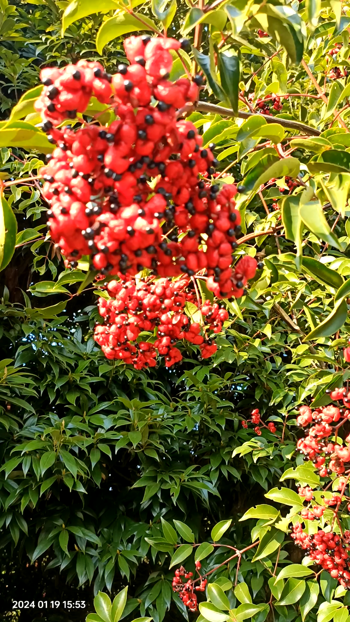 野生酒药花图片图片