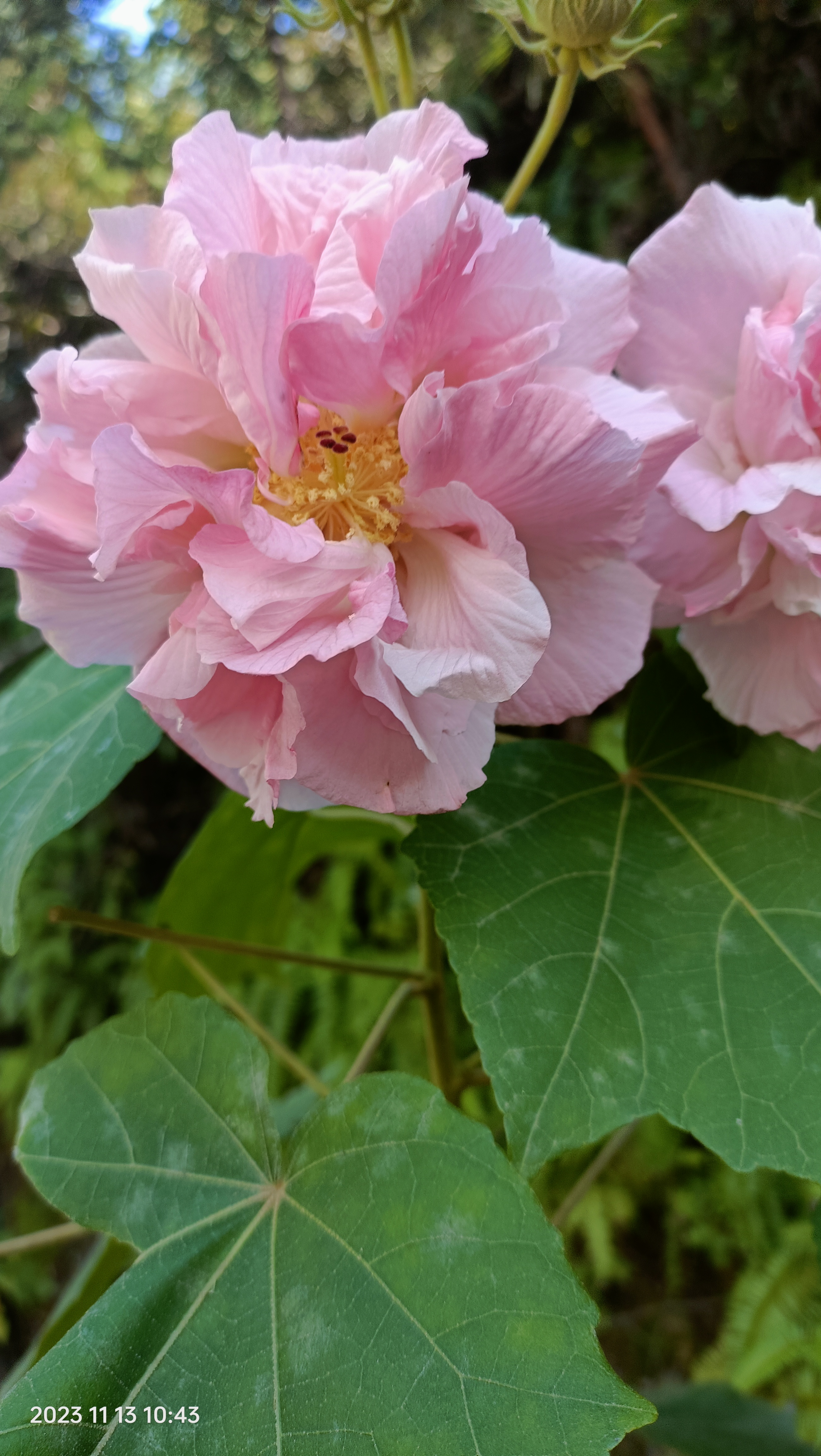 芙蓉花图片真实照片图片