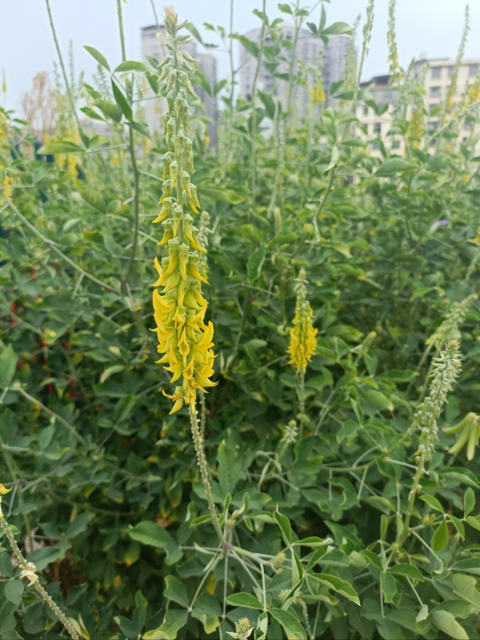 这么漂亮的植物,却有一个难听的名:猪屎豆,别名野苦豆,野花生等,以前
