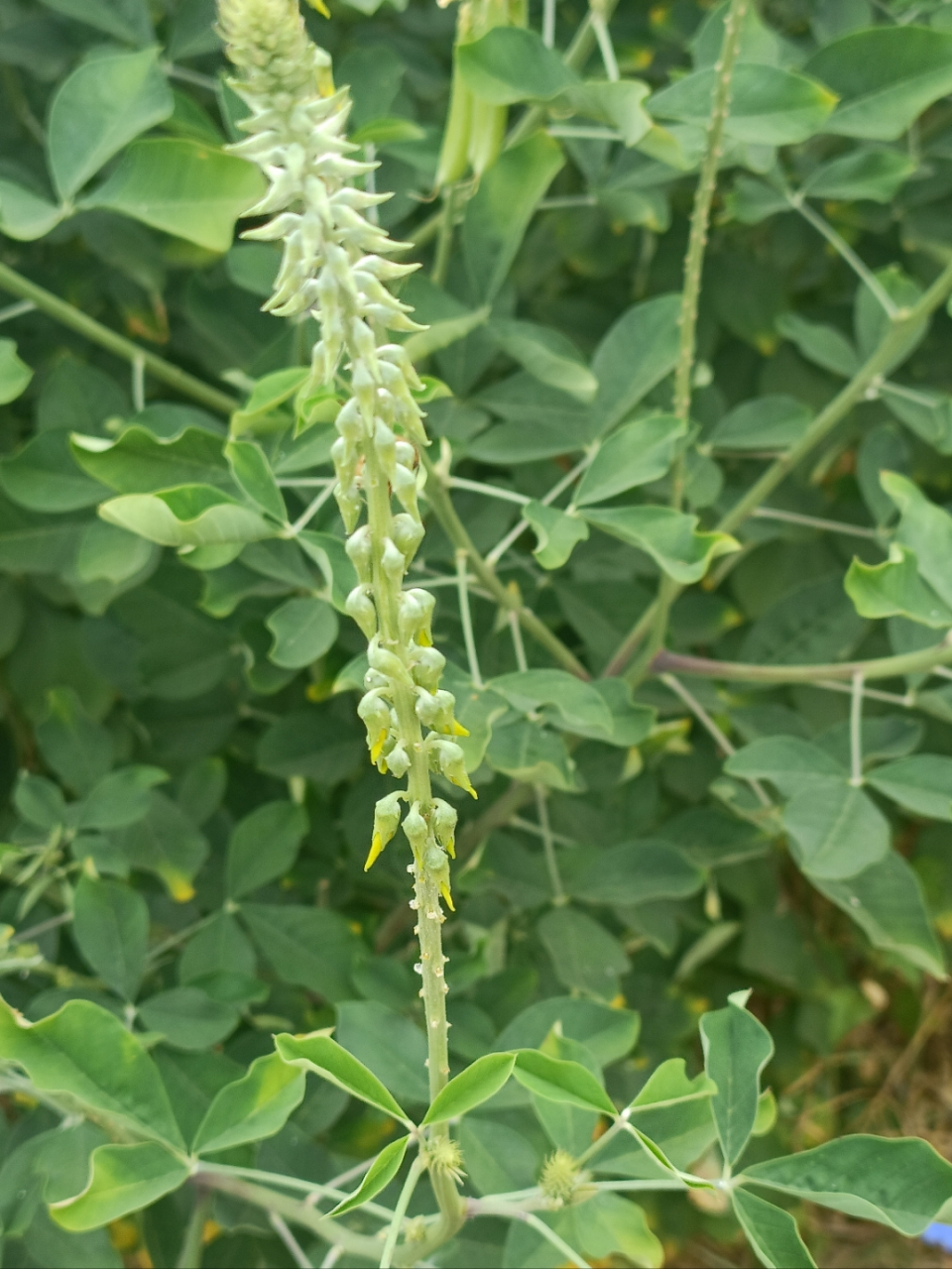 这么漂亮的植物,却有一个难听的名:猪屎豆,别名野苦豆,野花生等,以前