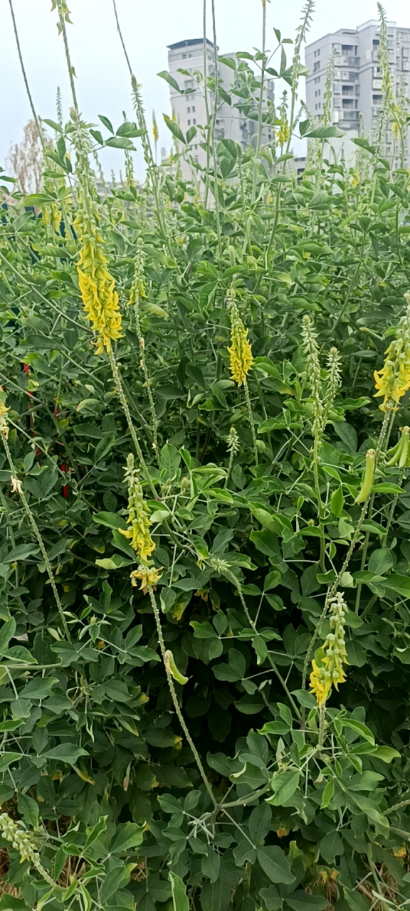 这么漂亮的植物,却有一个难听的名:猪屎豆,别名野苦豆,野花生等,以前
