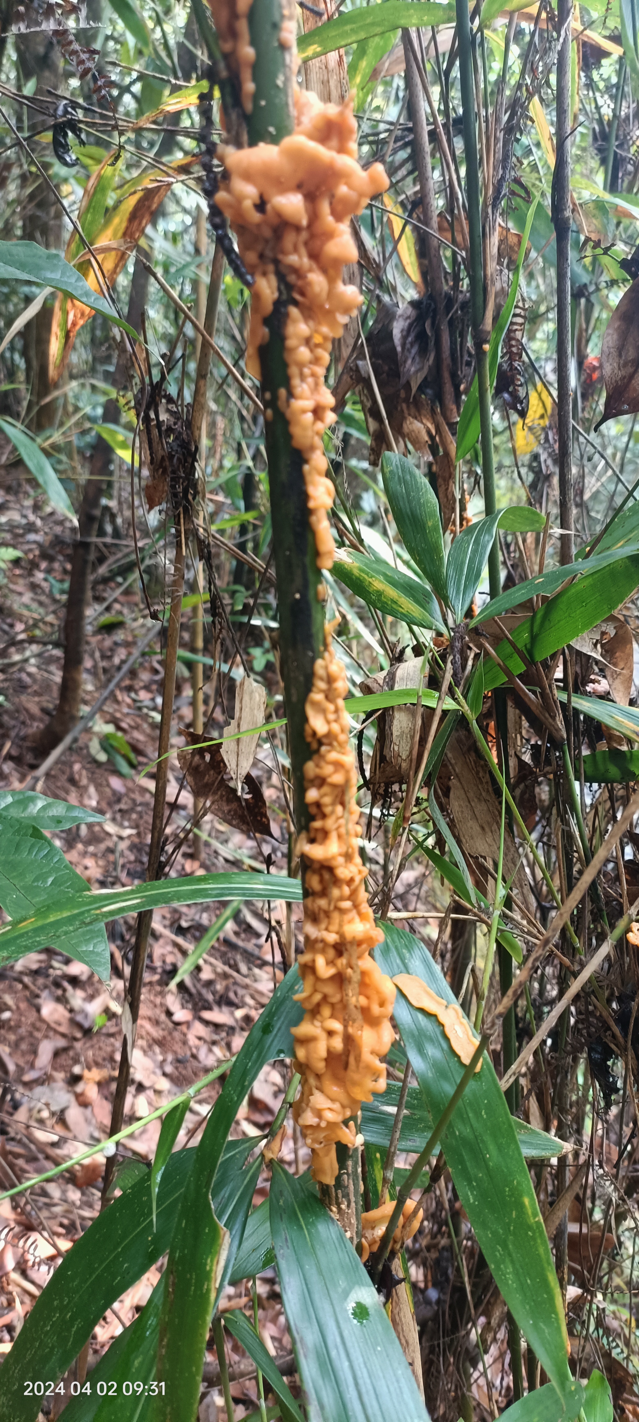 优质作者榜#  在自然森林的秘境中,我邂逅了这朵独特的黄色蘑菇.