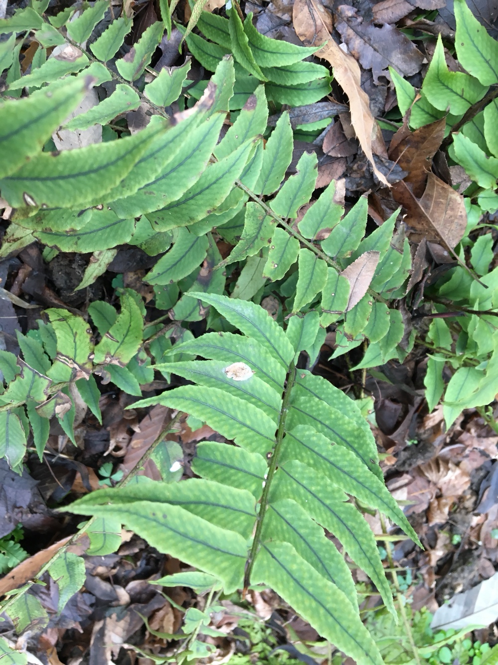 优质作者榜# 贯众,山里珍贵的野生植物草 鳞毛蕨科贯众草 蕨类植物