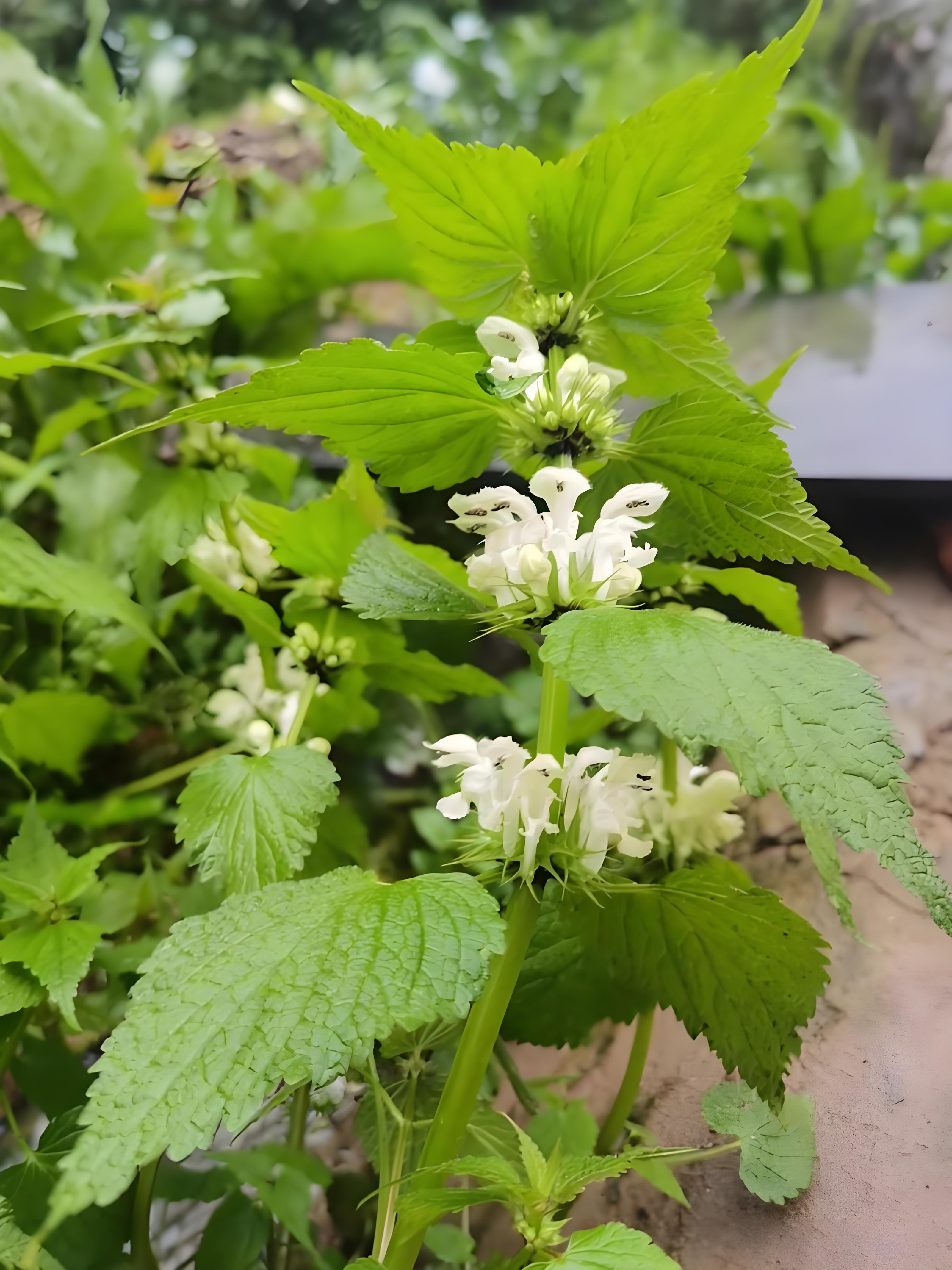 唇形科属野芝麻 草本植物多年生 茎干直立具四棱 干枝粗壮被粗毛