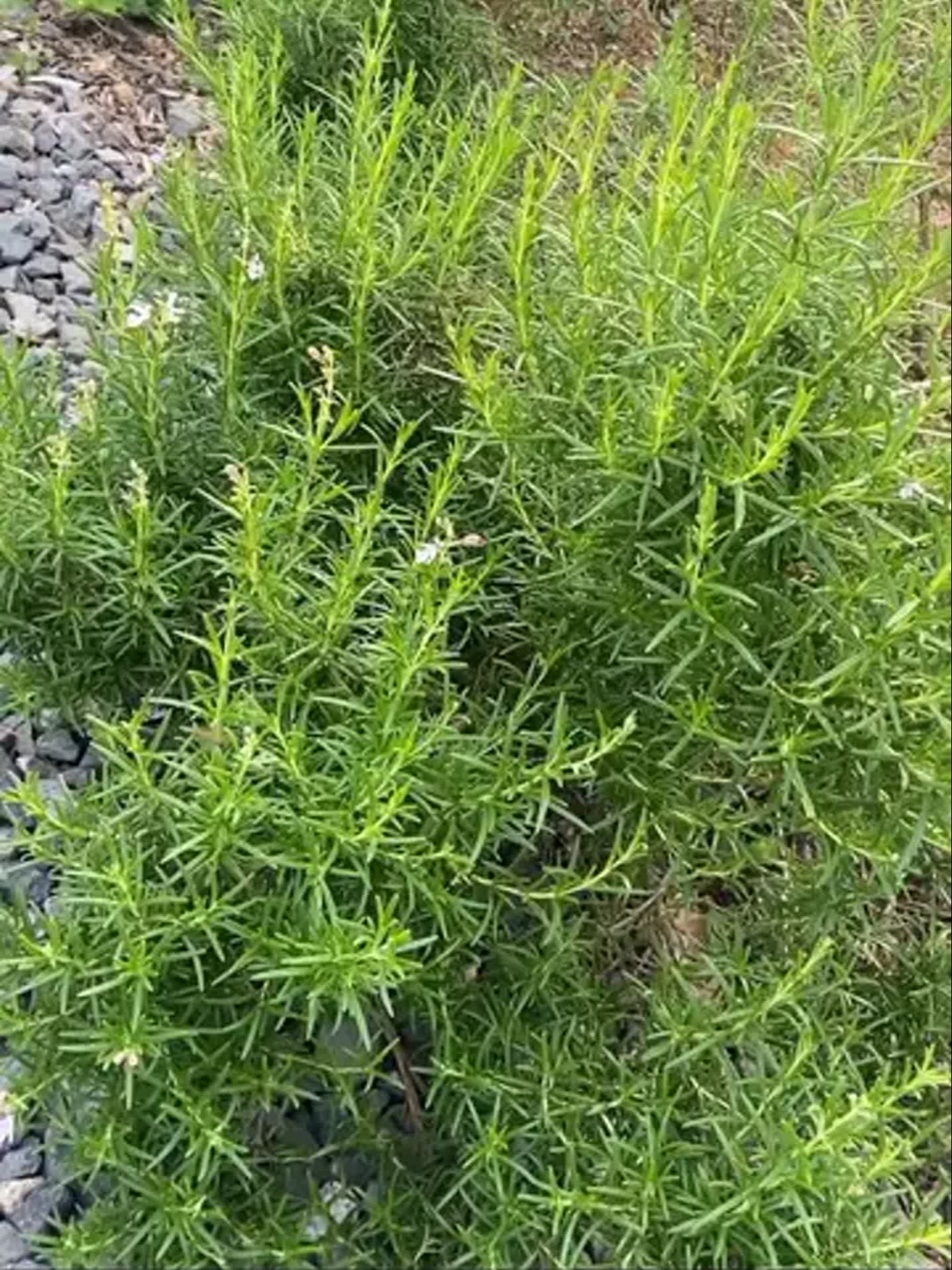 唇形科属迷迭香 常绿灌木多年生 茎干圆柱直立长 幼枝四棱白绒毛 叶片