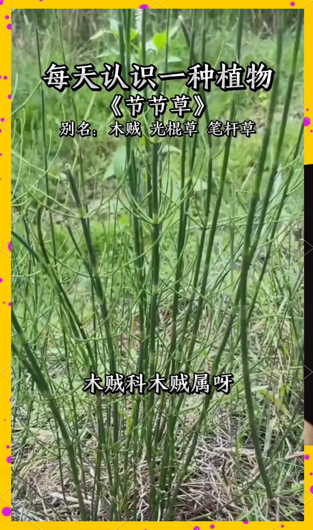 优质作者榜 常见生长在河边沟边的光棍草 木贼科属光棍草 茎秆直立