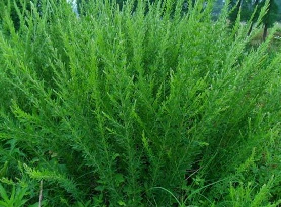 极强的野生植物草 胡枝子属铁扫帚 小灌植物多年生 茎高直立被毛附 上