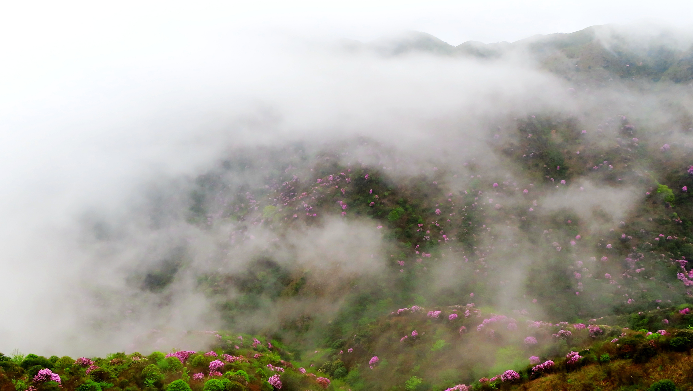 湖南郴州狮子口花海.