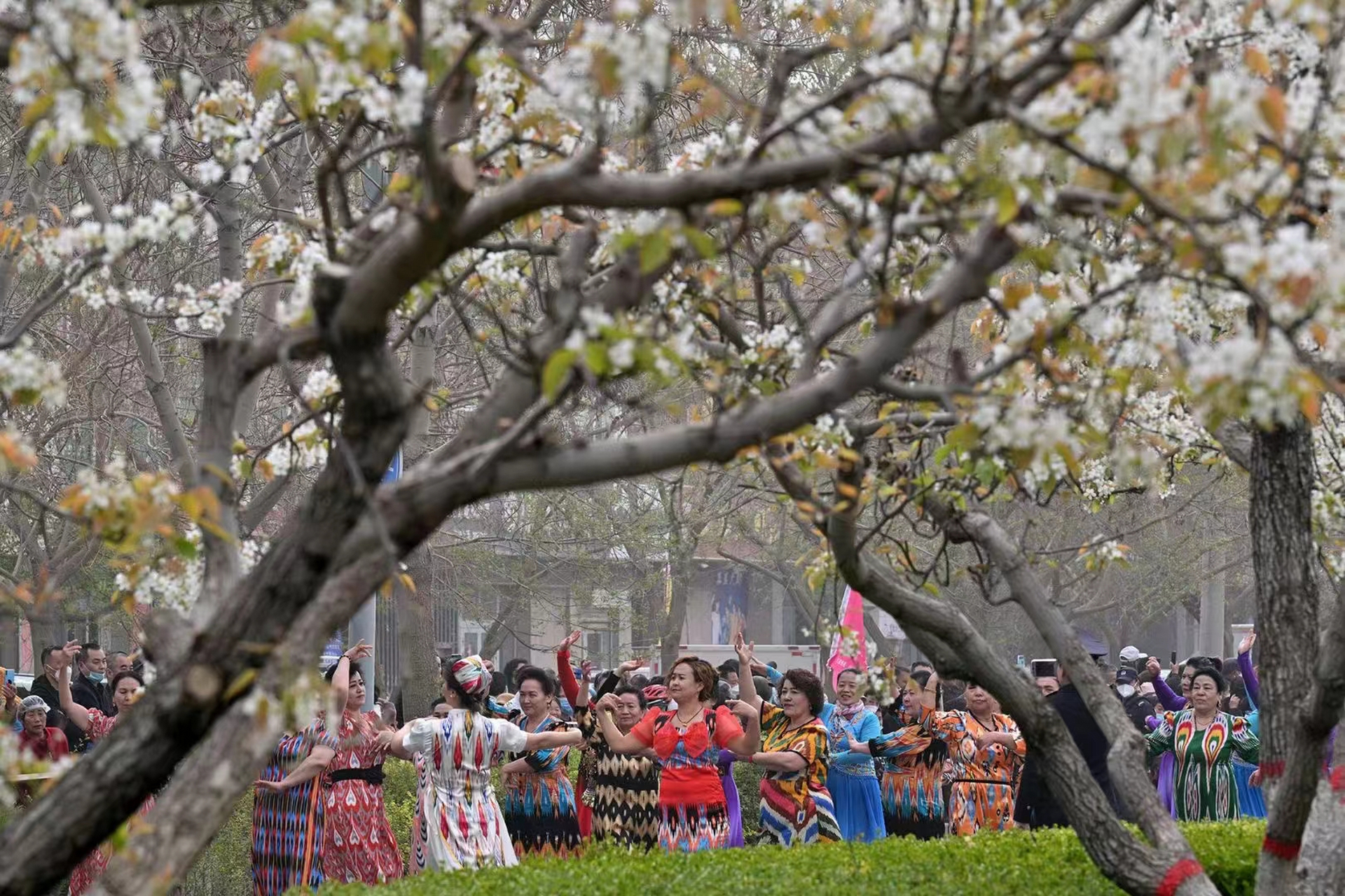 新疆·库尔勒2021第七届香梨文化旅游节暨"梨花节"在库尔勒市各乡,镇