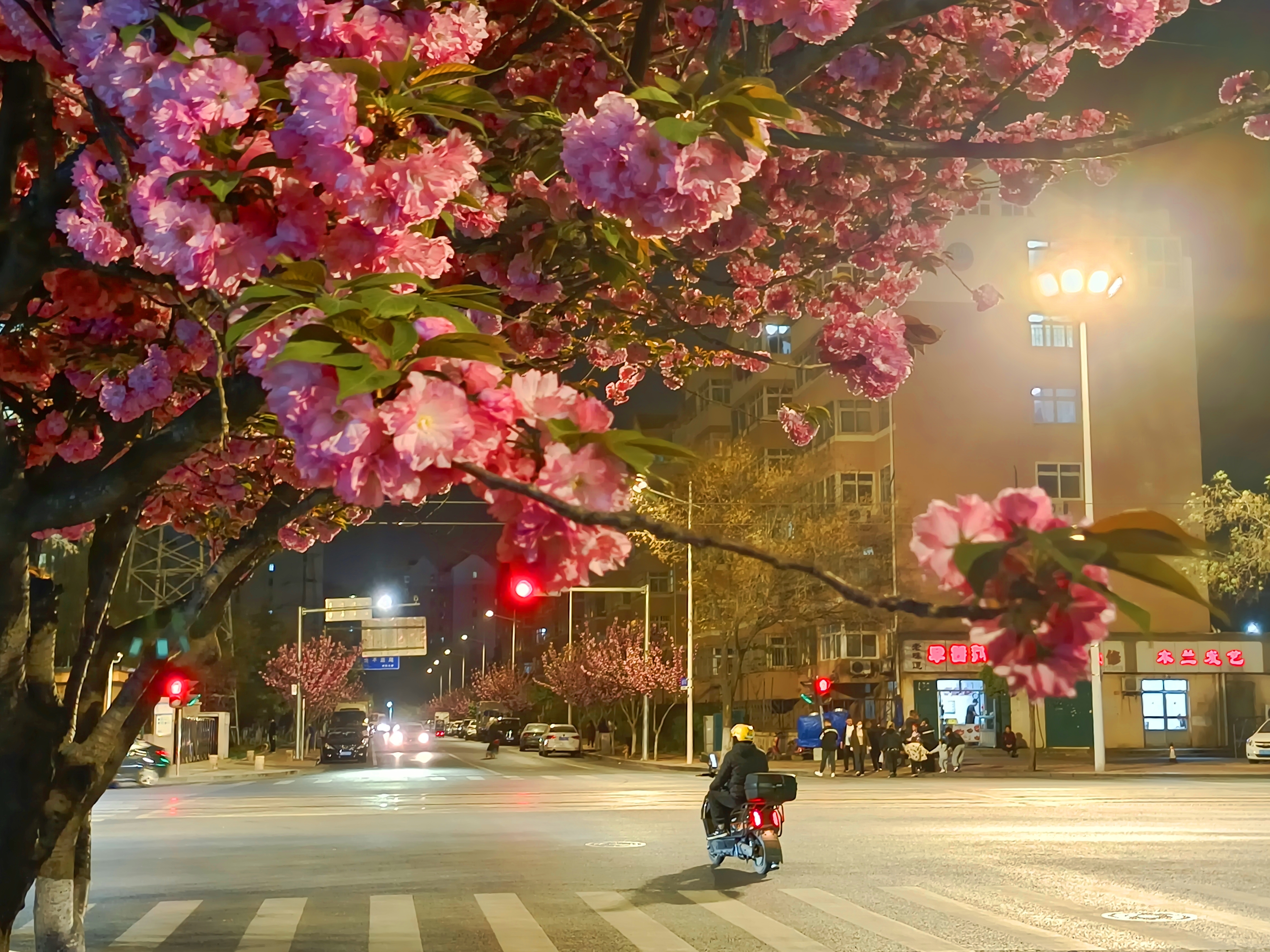 夜色樱花
