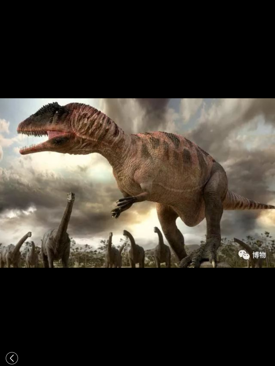 鲨齿龙(carcharodontosaurus),生存年代约9800万年前到9300万年前的