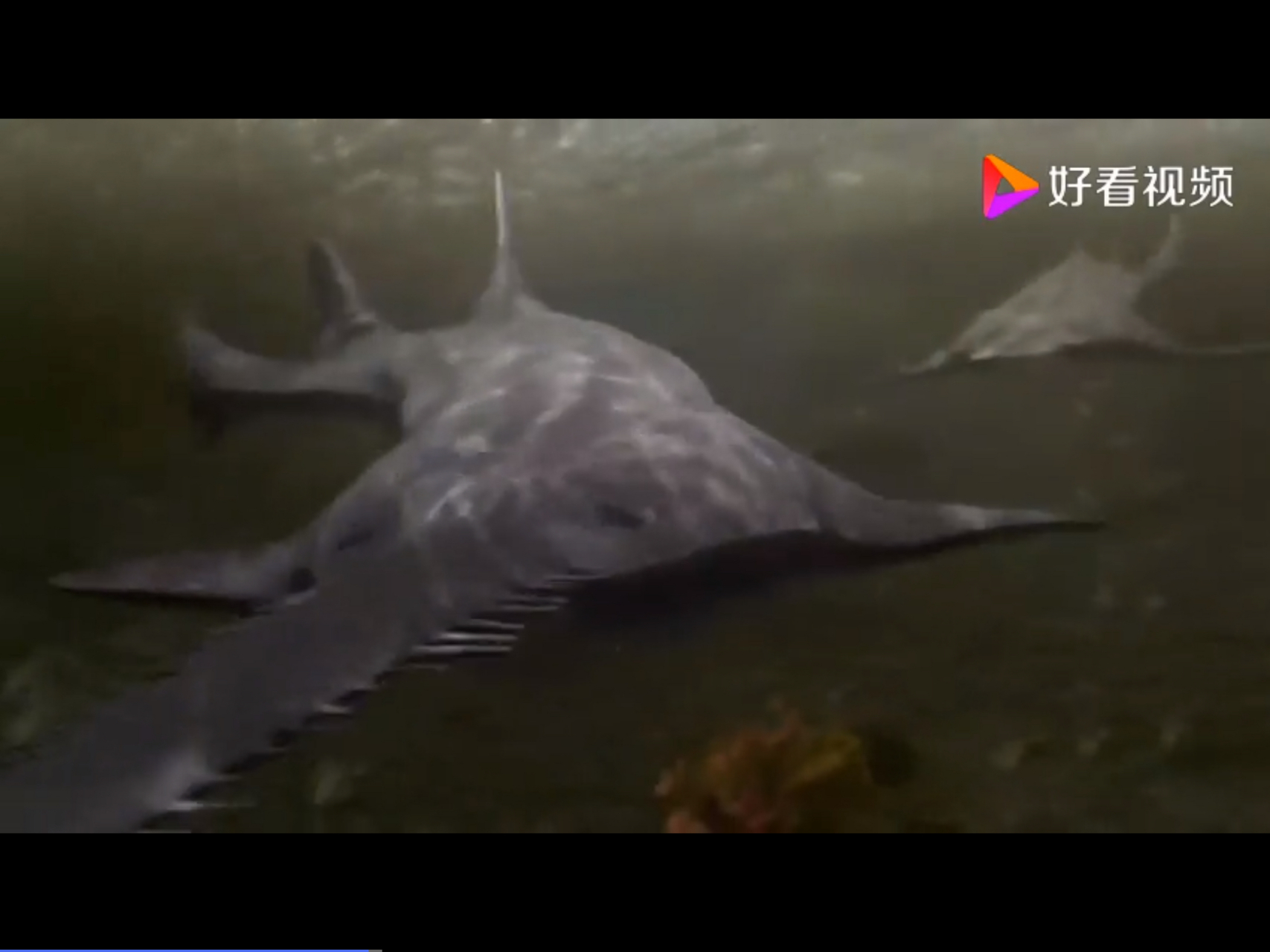 帆锯鳐身长8米,比普通的锯鳐大3倍.