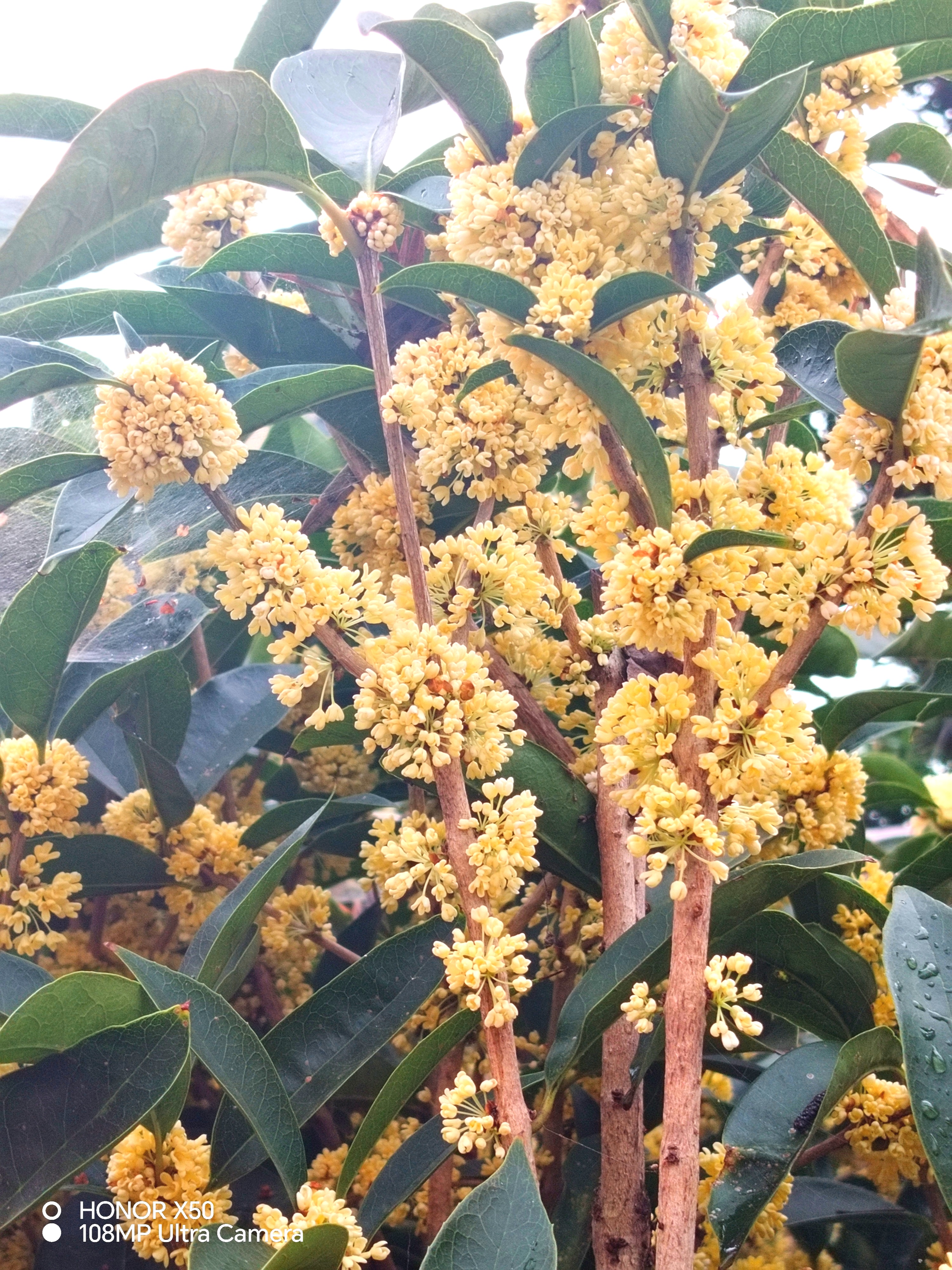桂花盛开散清香. 天高云淡,那来雁翔? 秋雨绵绵,天渐冷,加衣衫.