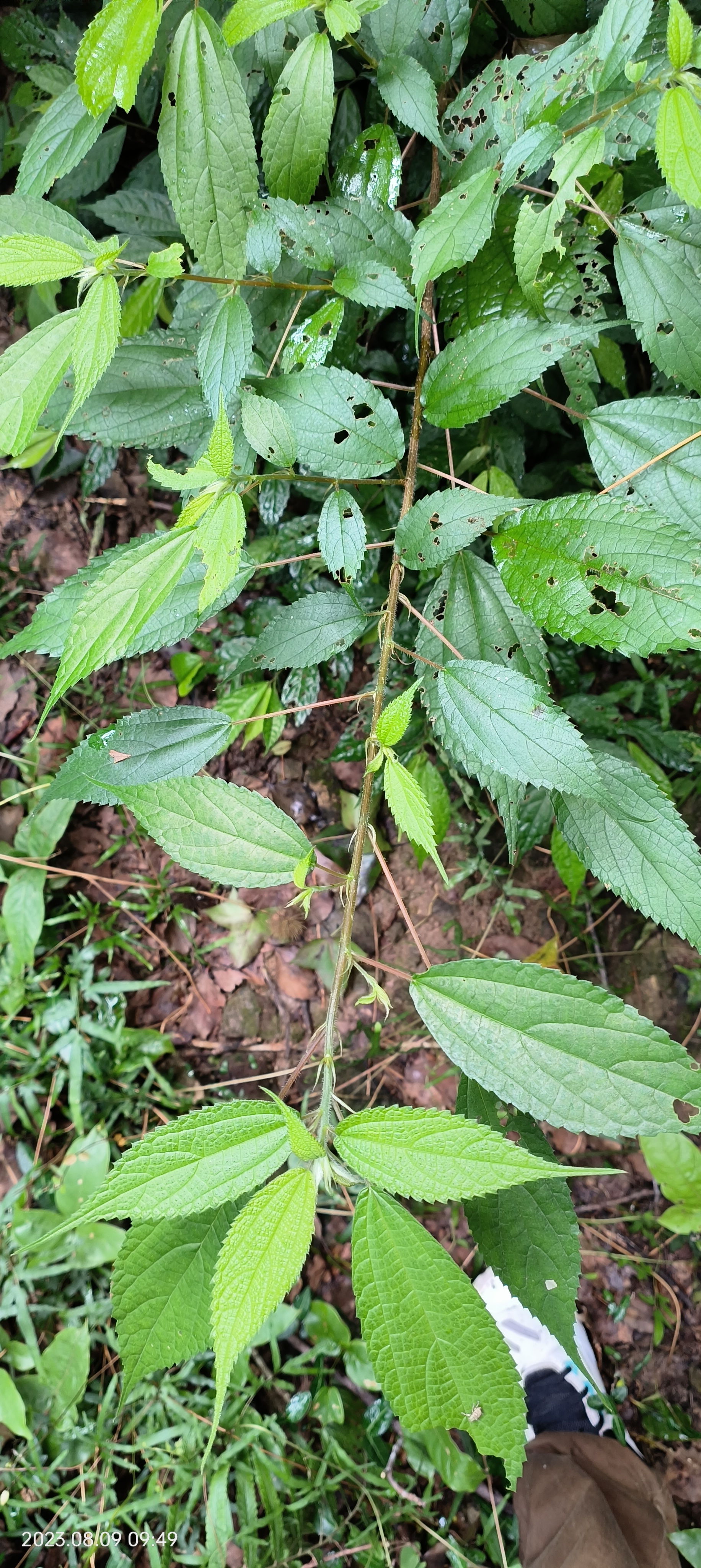 葛,艾,海州常山 野鸦椿,星蕨,狗脊 威灵仙,崖豆藤,紫麻