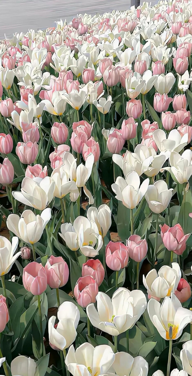 我要陪你一年又一年,十年又十年#壁纸