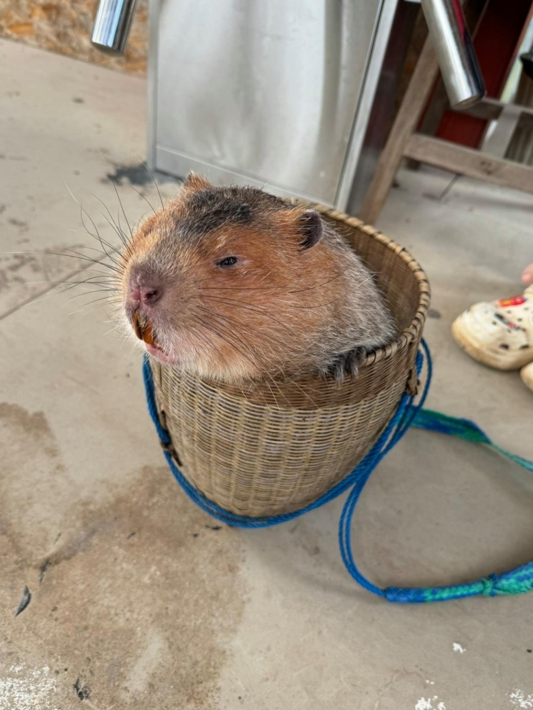 这是什么老鼠啊,怎么怎么肥?