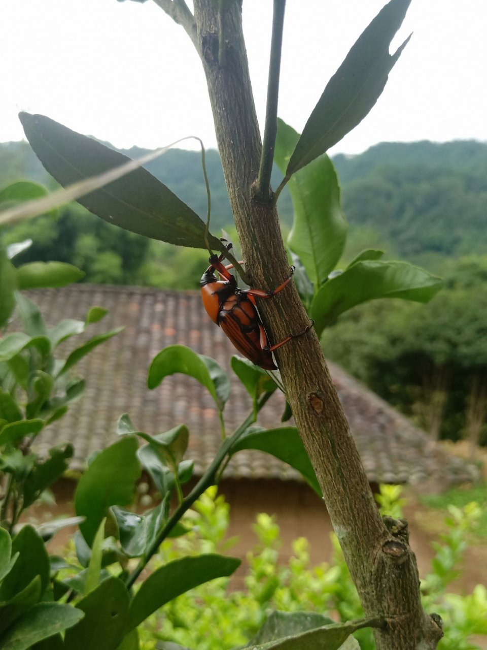 巴中土特产:竹牛(笋子虫)