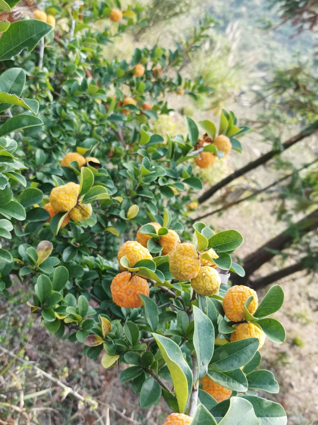 99探秘奇趣自然:名叫穿破石  98在一片深绿中,我发现了一棵特别的