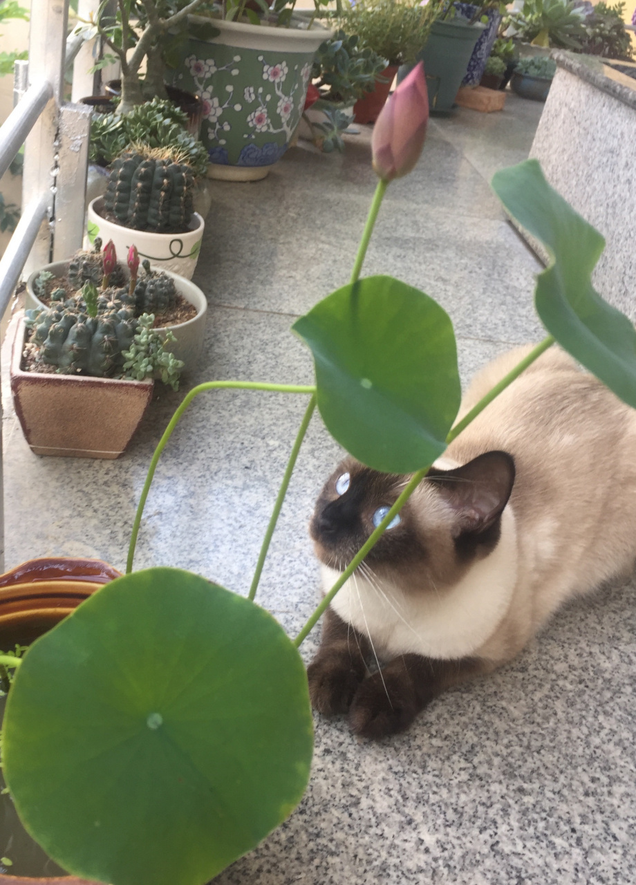 福妞妞的眼里有星辰大海