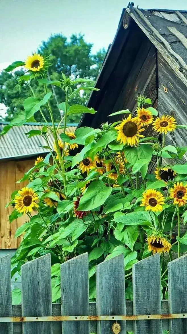 [鲜花][鲜花] 下联:满院春光满院诗 #百家号对联# #优质作者榜# #百家