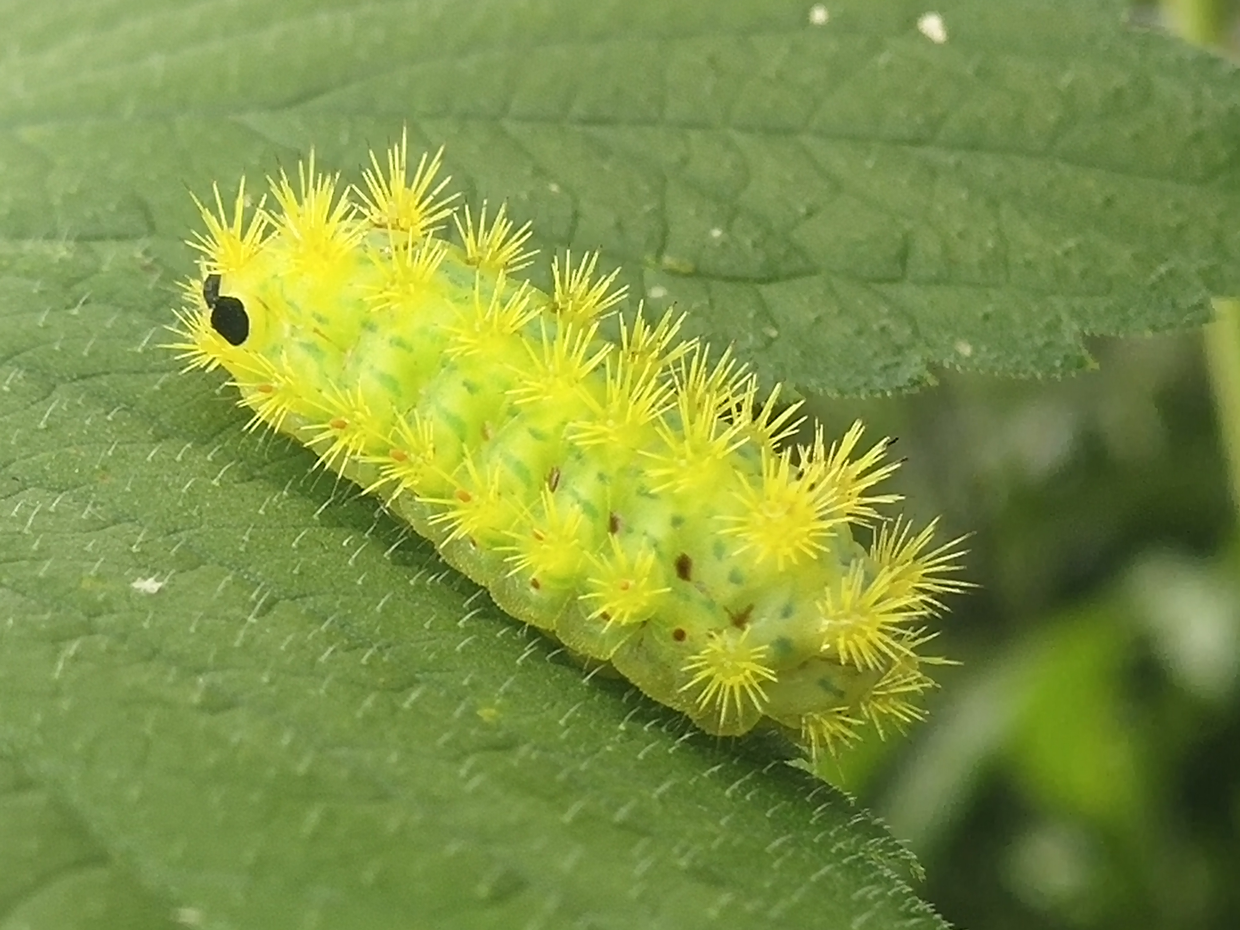 夏天里的小动物# 洋辣子,在农村房前屋后瓜果蔬菜的叶片上,常常会