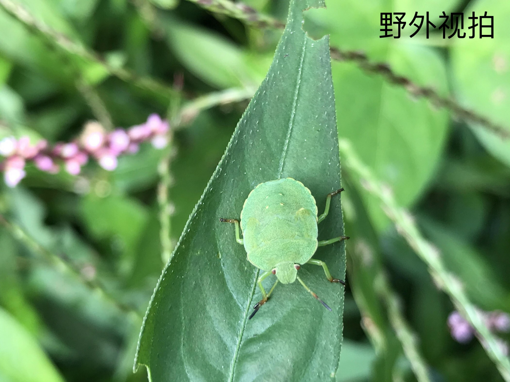 这是一只绿蝽蟓,它的身影常常会出现在植物的枝叶上