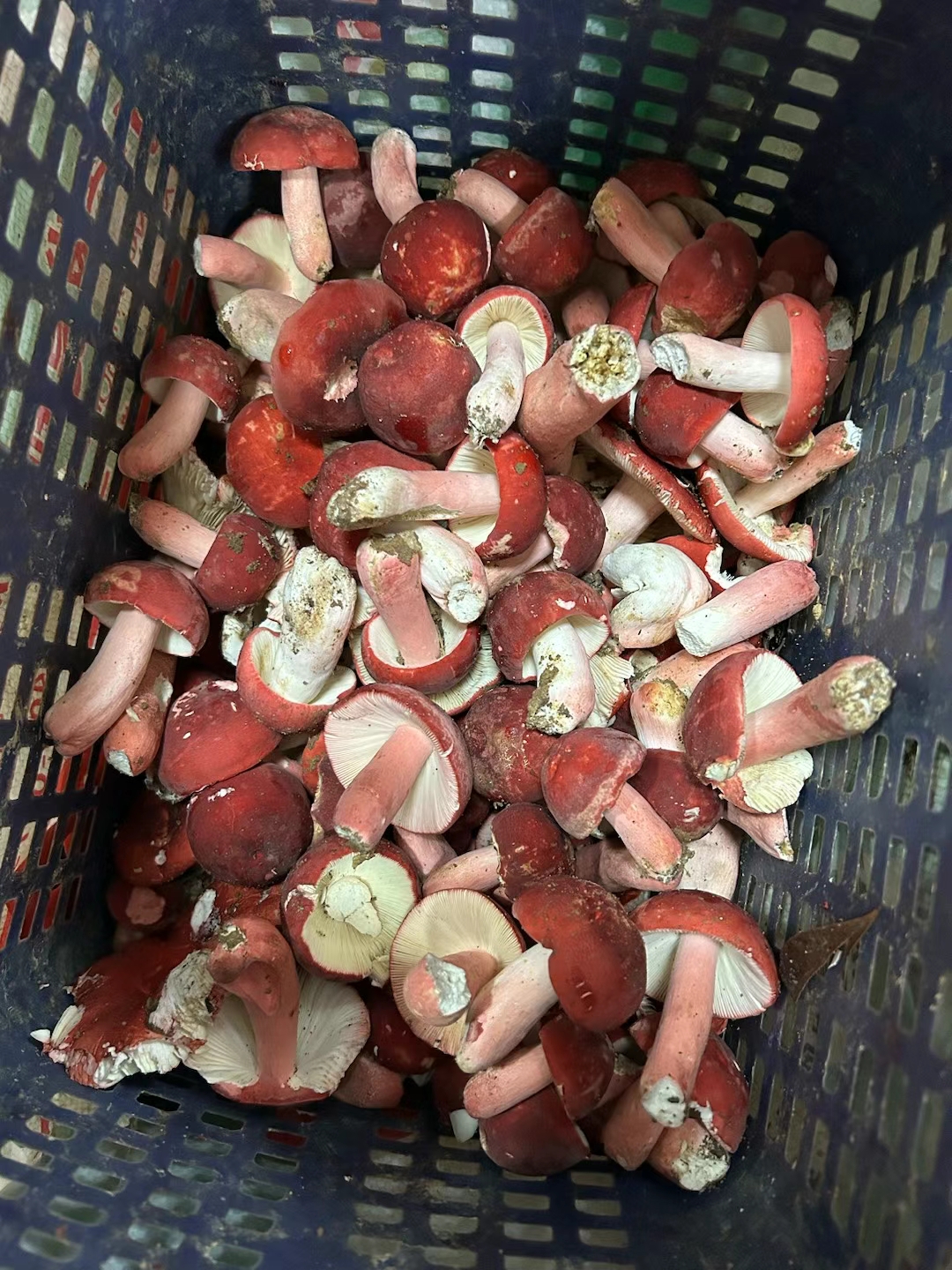 这段时间是野生大红菇生长的季节,这不这一个星期收货了这么多,大红菇