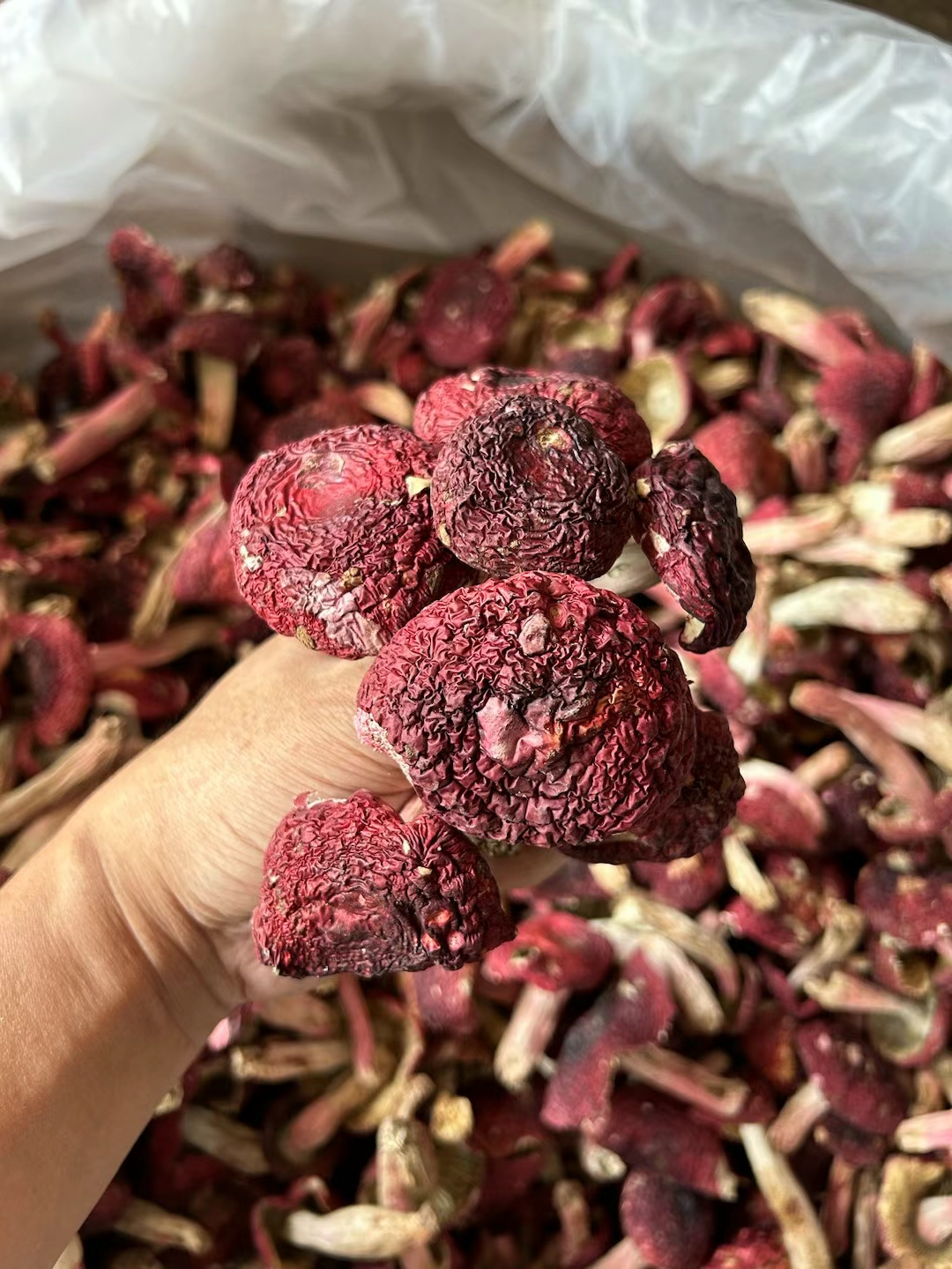 这段时间是野生大红菇生长的季节,这不这一个星期收货了这么多,大红菇