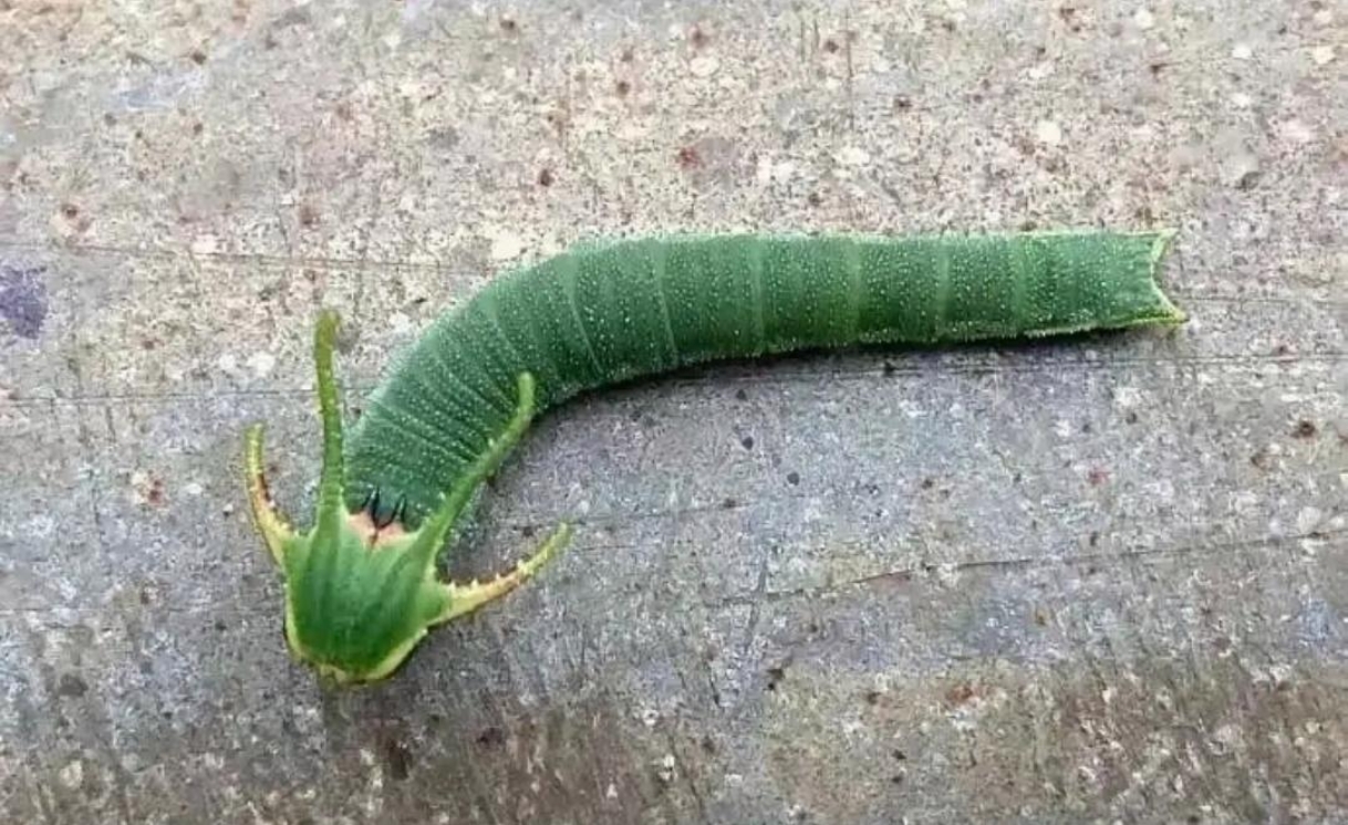 好一条小青菜虫,你的理想是变成一条青龙吗?
