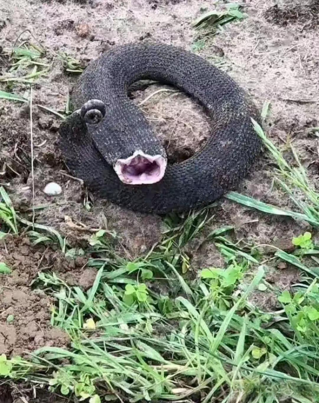 第一次在网上见到这种生物,在网上查了才知道它的真名,名叫猪鼻蛇,是