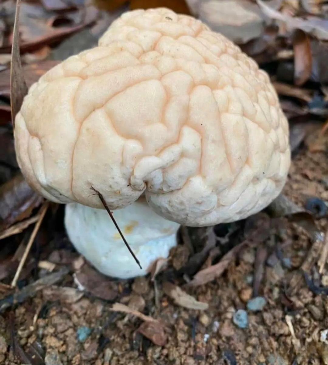 这种蘑菇长的跟大脑一样,吃了他是不是可以补脑,有老铁懂这个叫什么