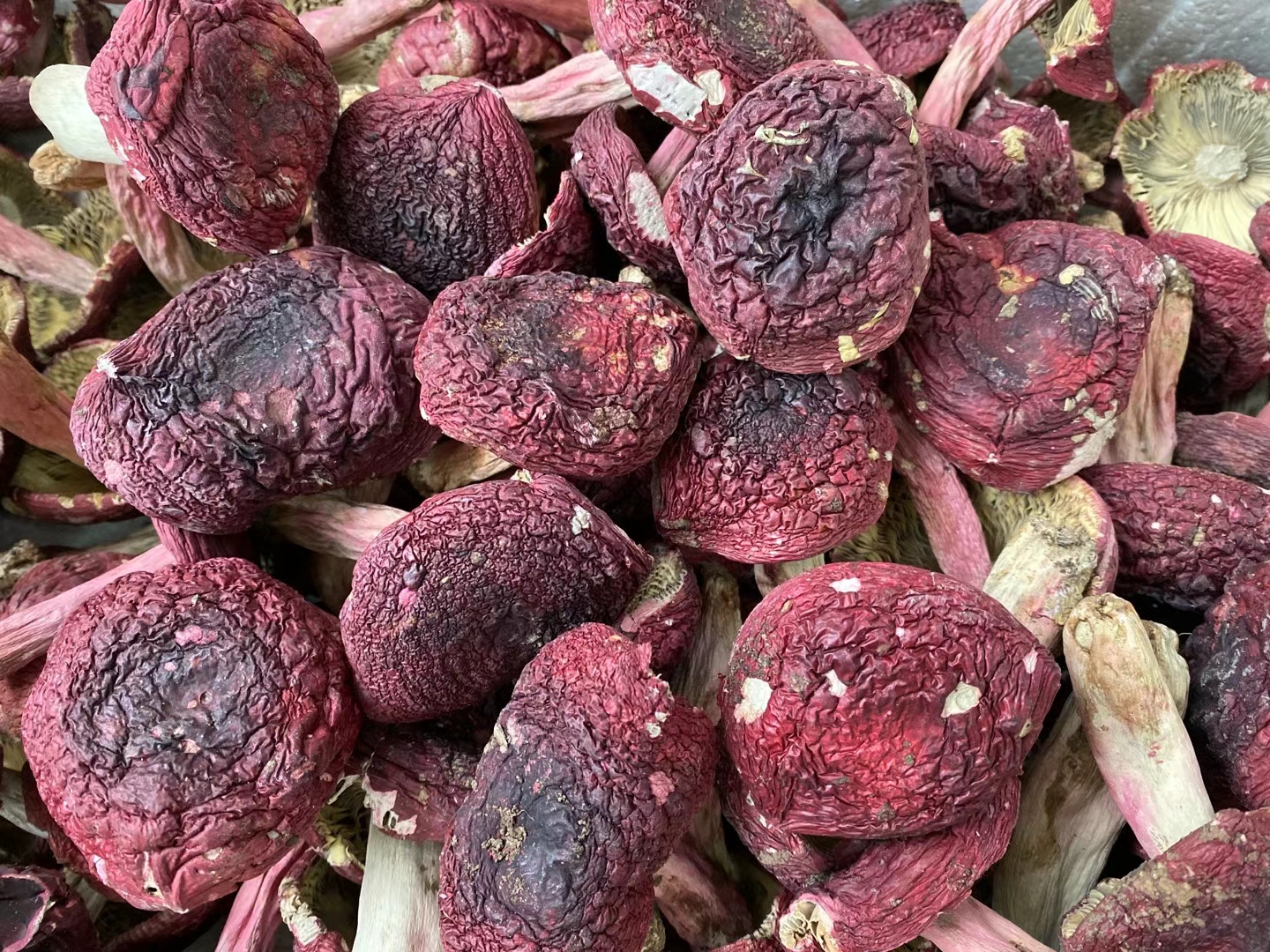 这段时间是野生大红菇生长的季节,这不这一个星期收货了这么多,大红菇