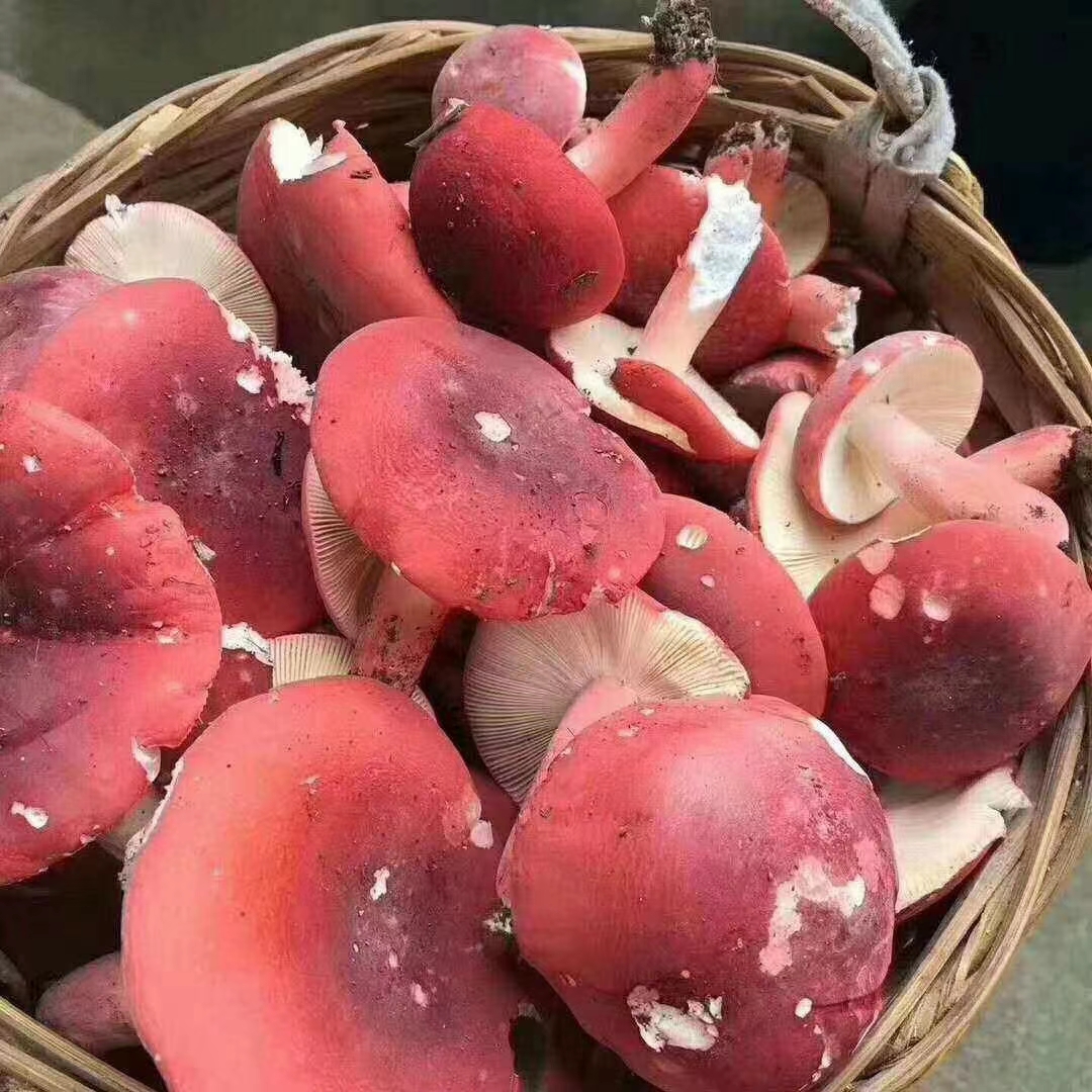 这段时间是野生大红菇生长的季节,这不这一个星期收货了这么多,大红菇