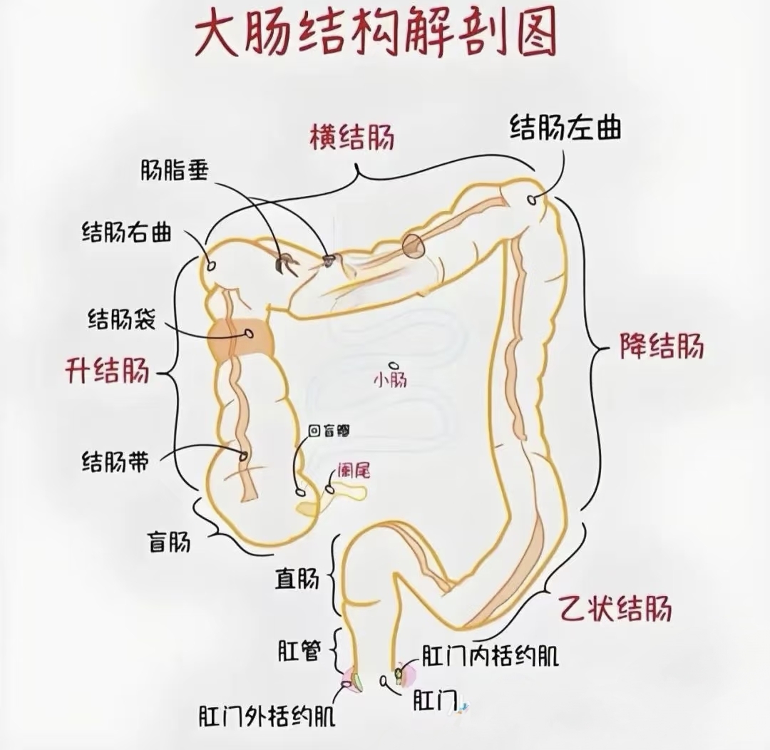 其结构复杂,像结肠袋,结肠带等协